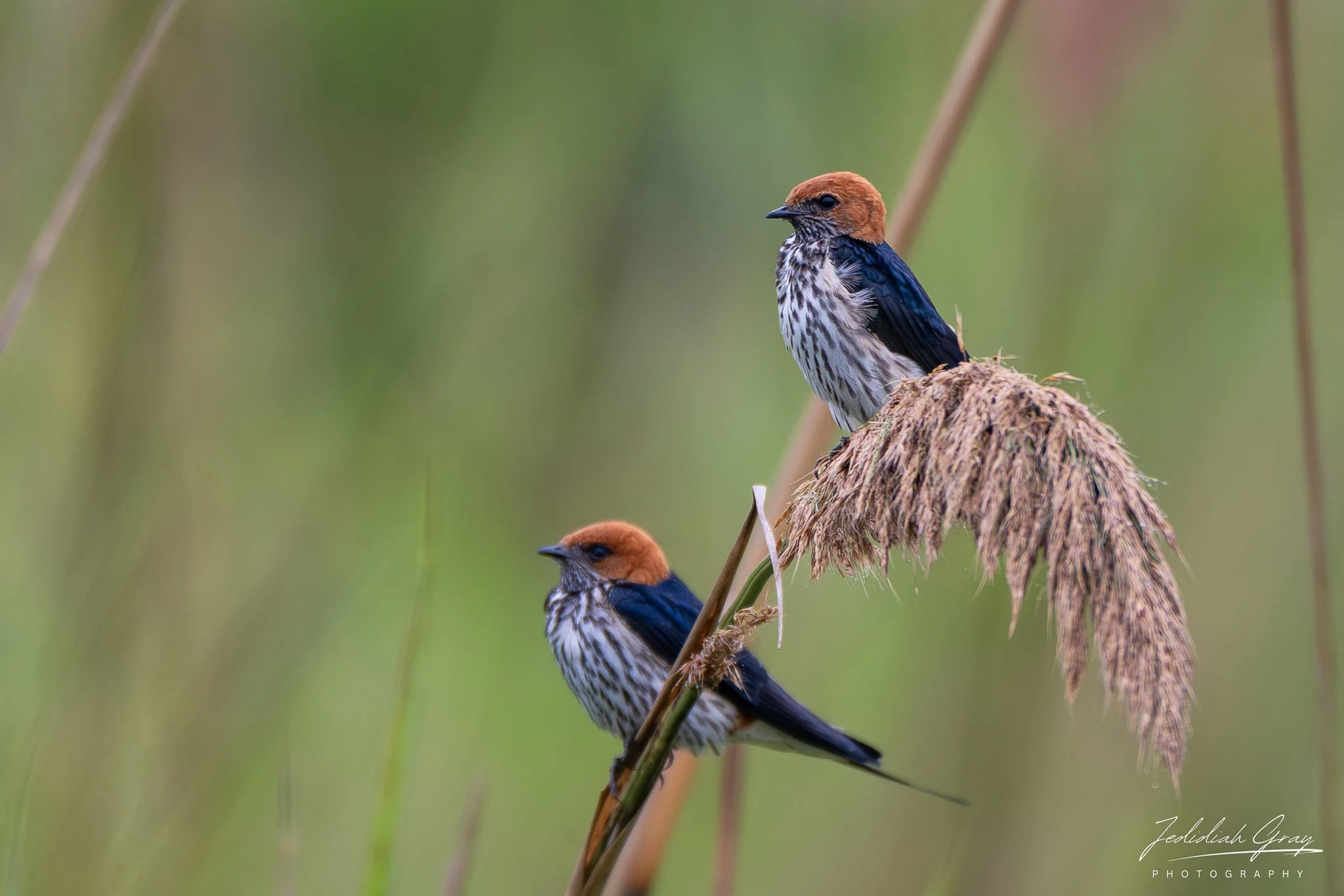 Lesser Striped Swallows