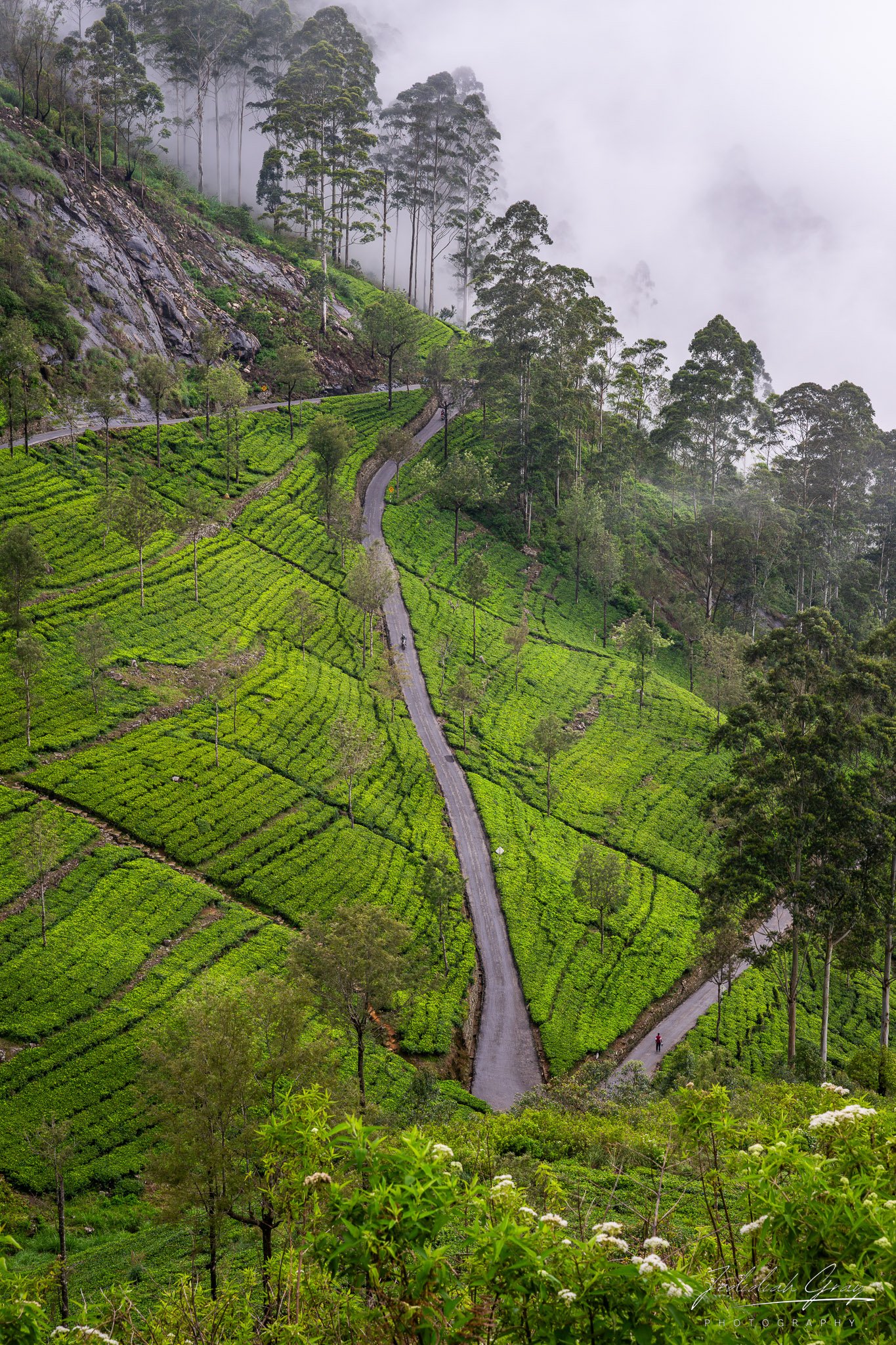 jedidiah-gray_sri-lanka-tea-plantation_01.jpg