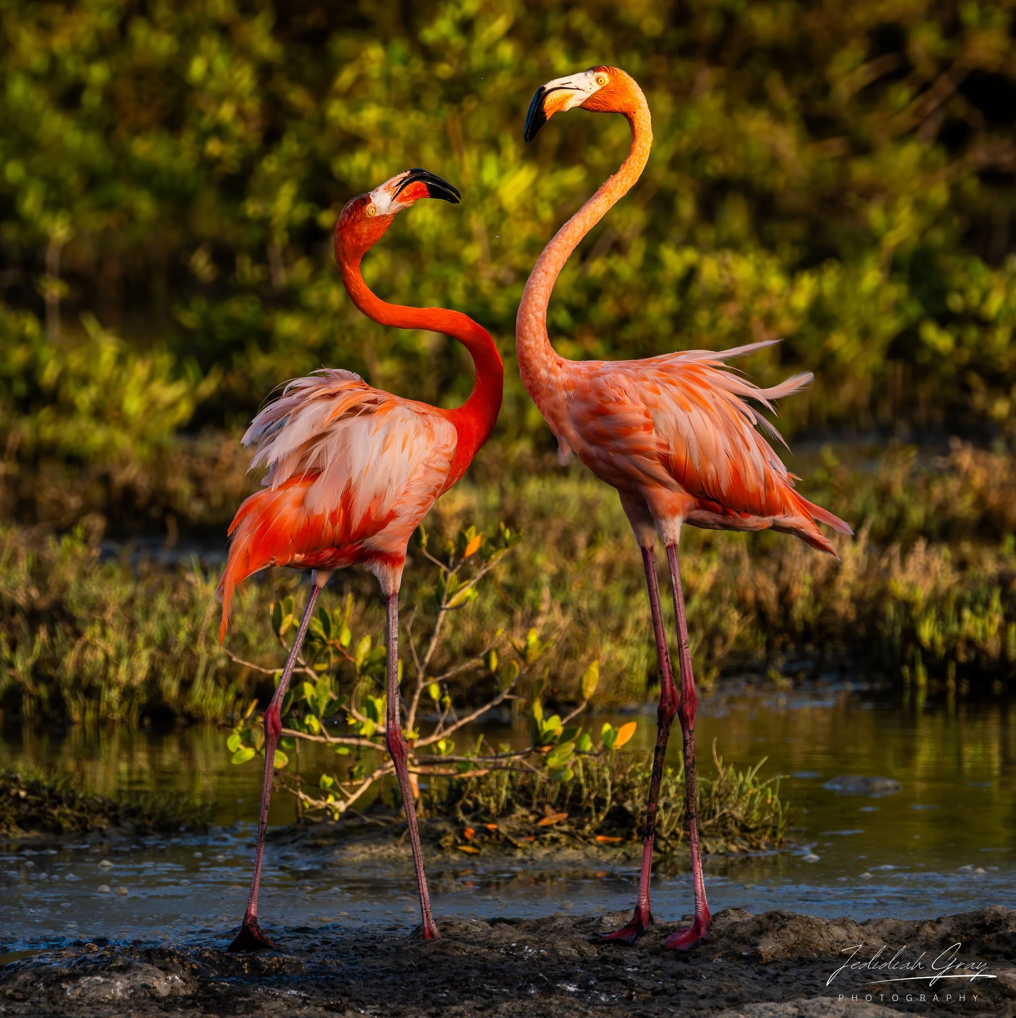 Caribbean Netherlands