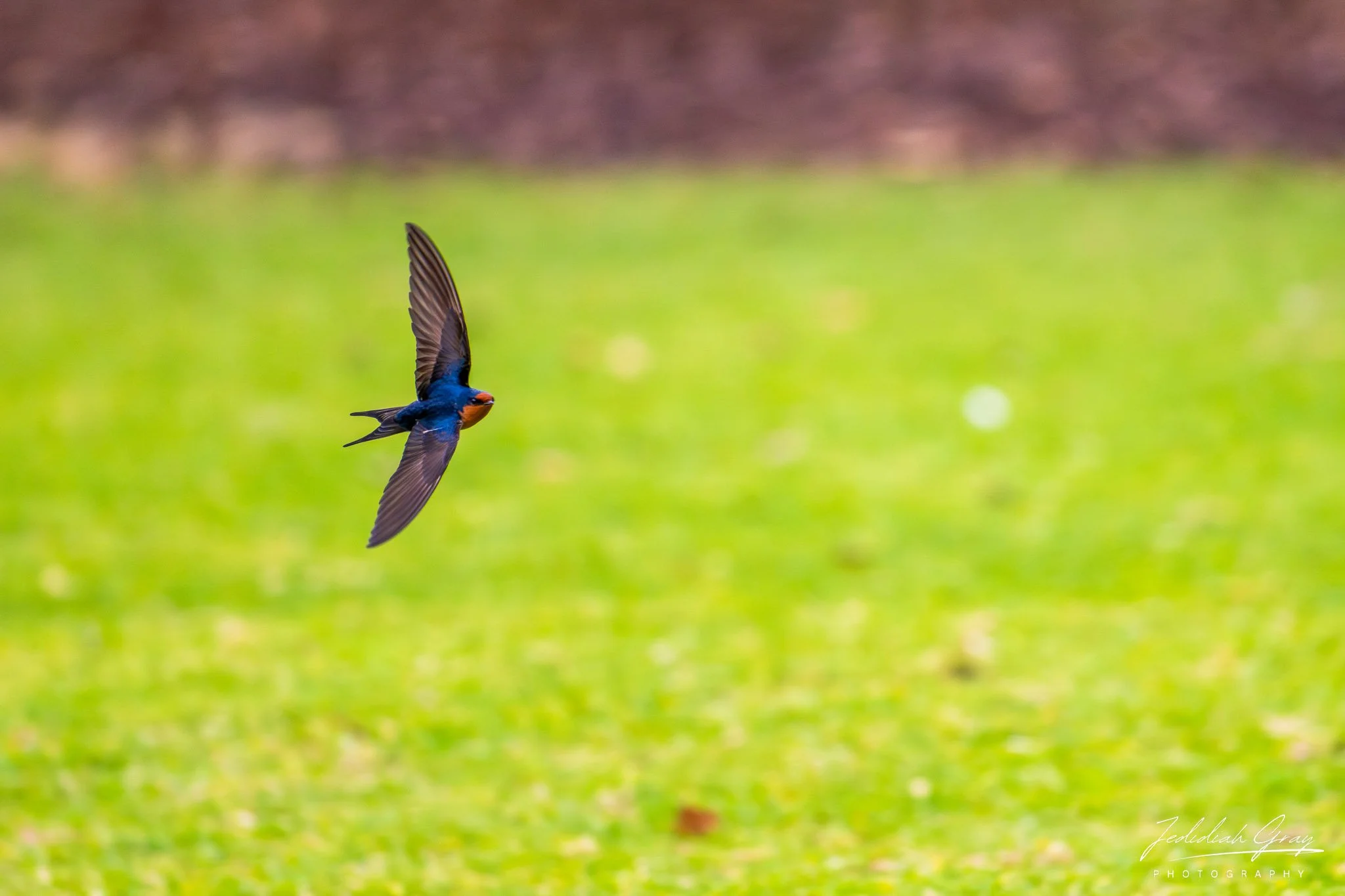 Welcome Swallow, New South Wales, Australia
