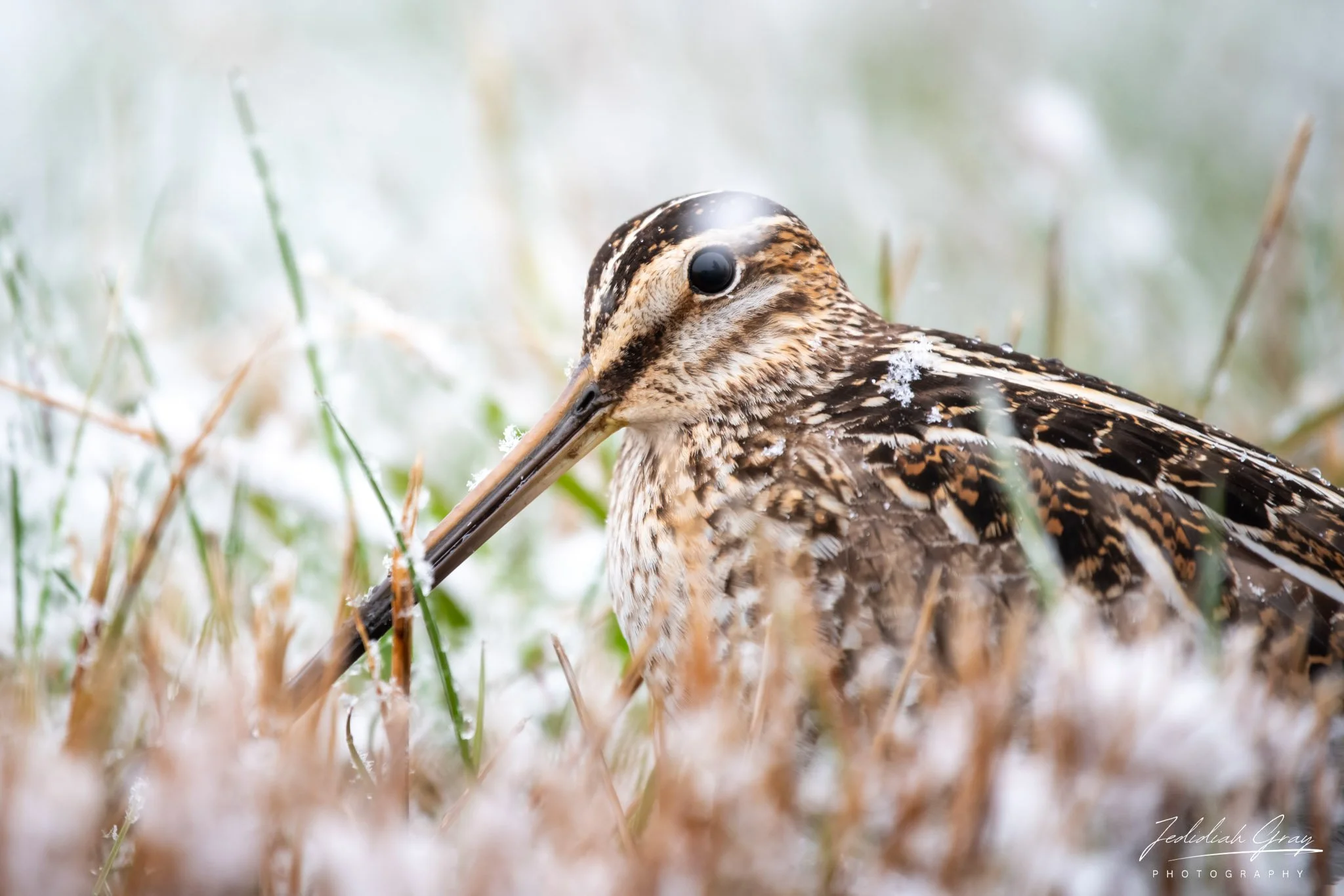 Wilson's Snipe