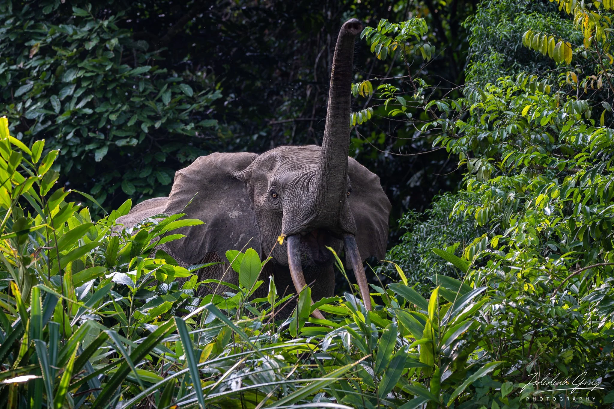 An African forest elephant emerges out into a forest opening