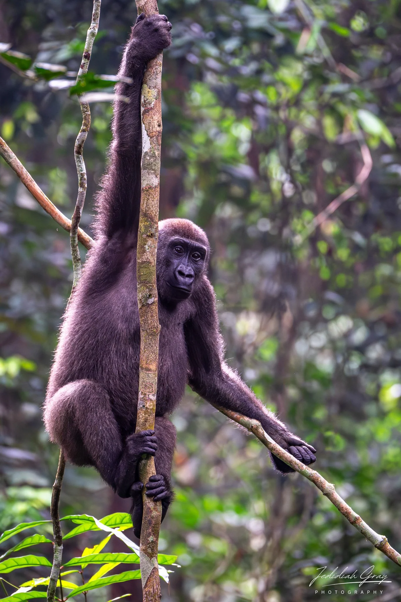 Western lowland gorilla 