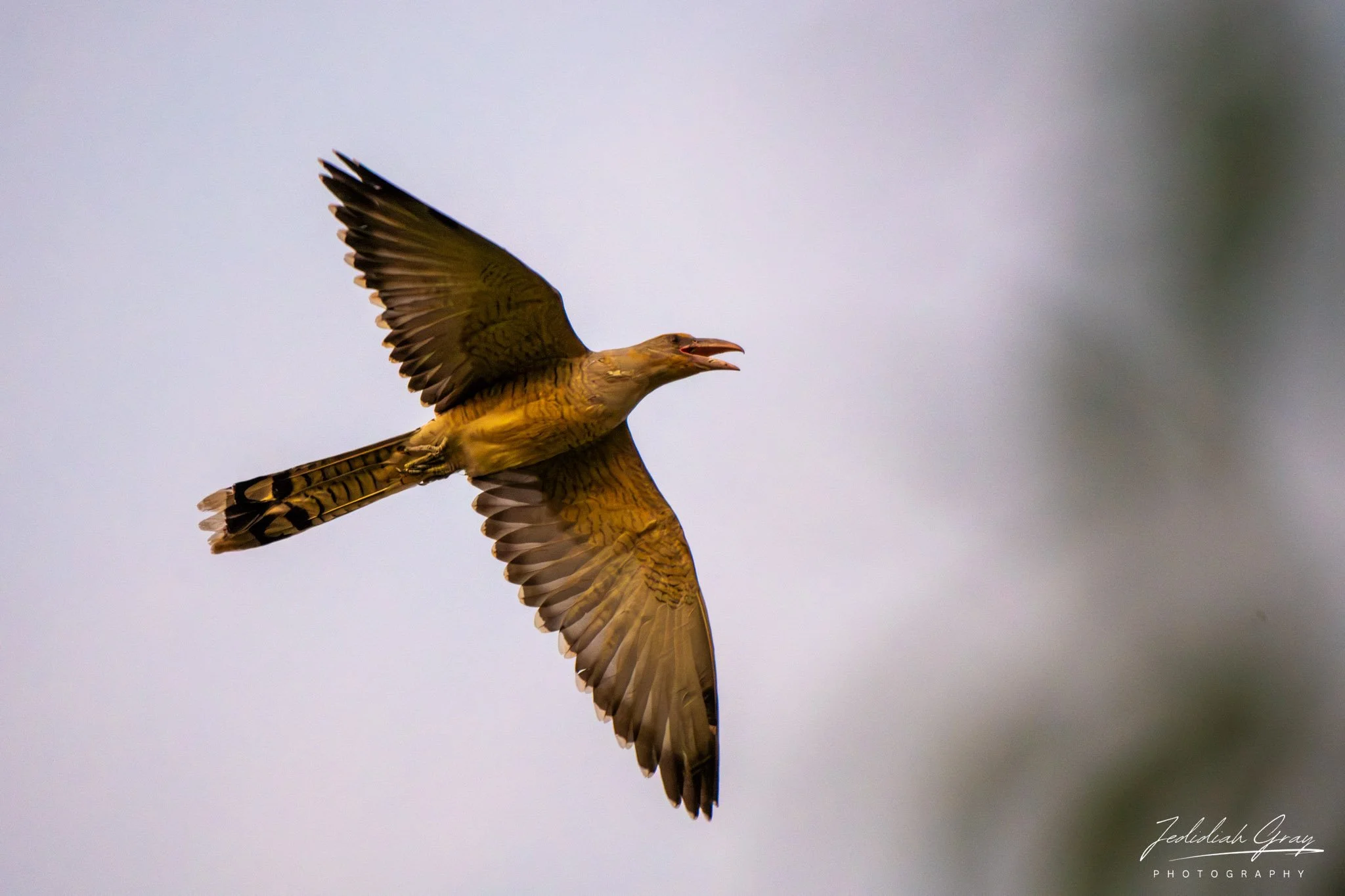 Channel-billed Cuckoo, Northern Territory, Australia
