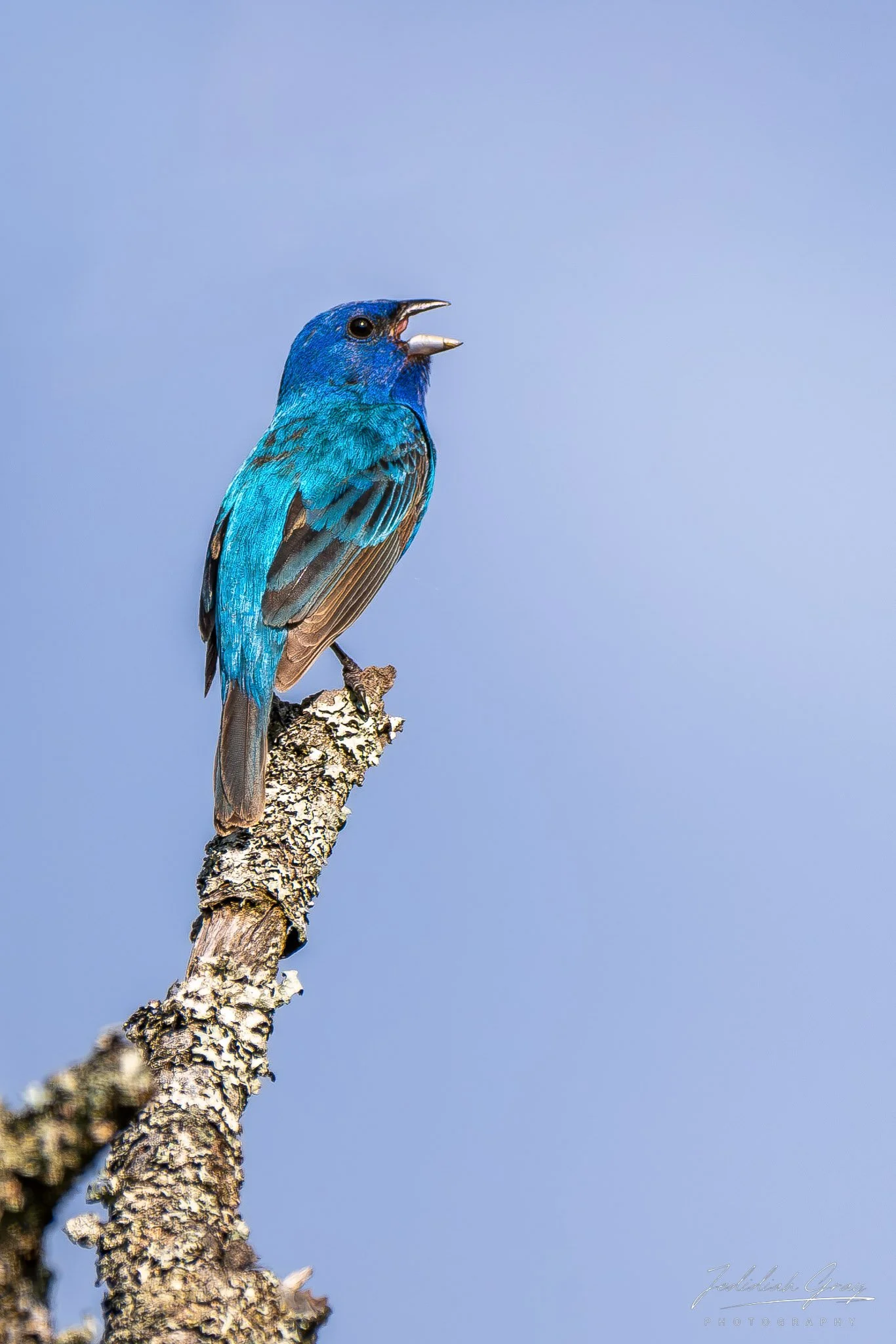 jedidiah-gray_vermont-indigo-bunting_02.jpg