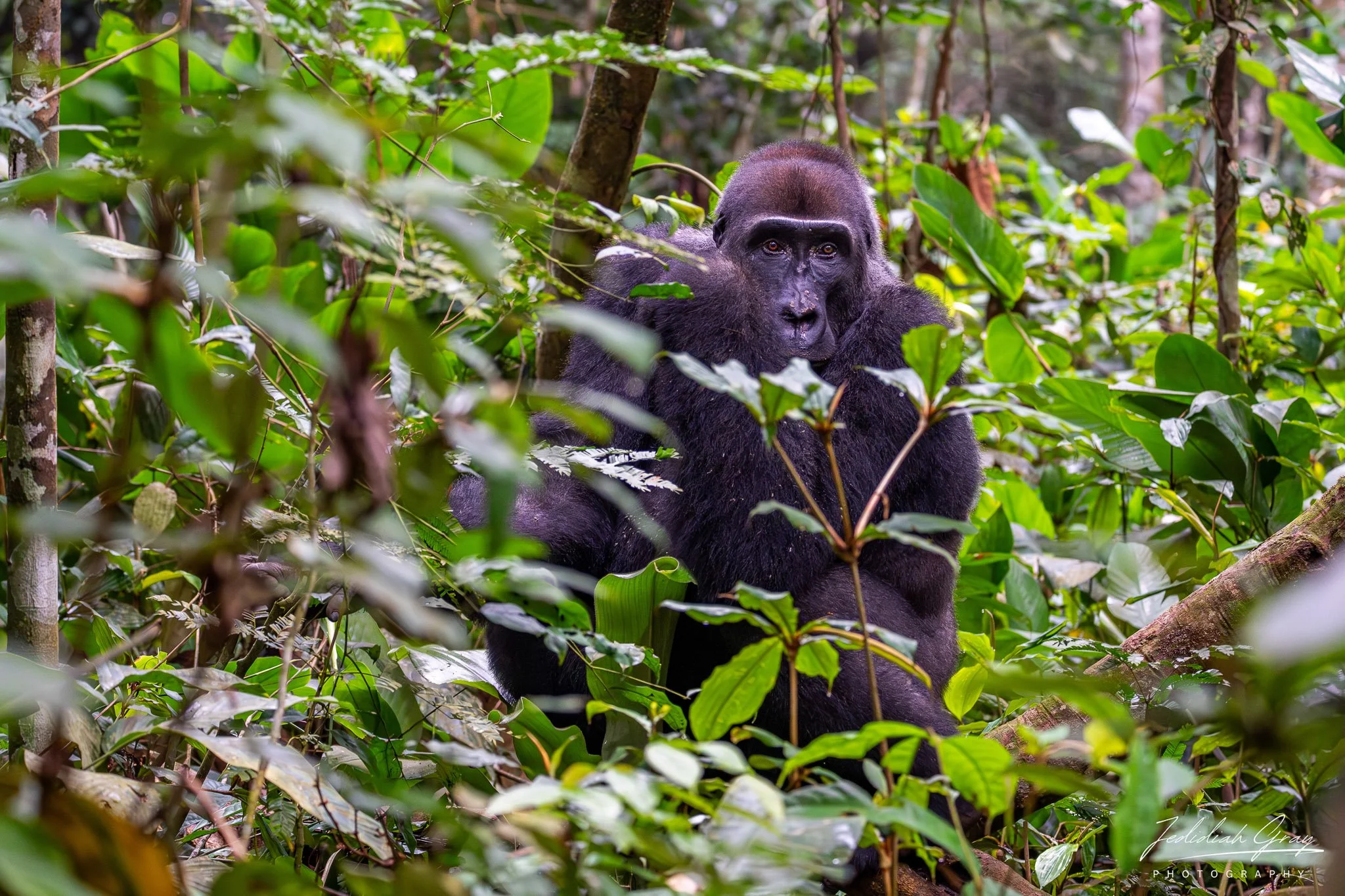 Western lowland gorilla in the dense marantaceae 