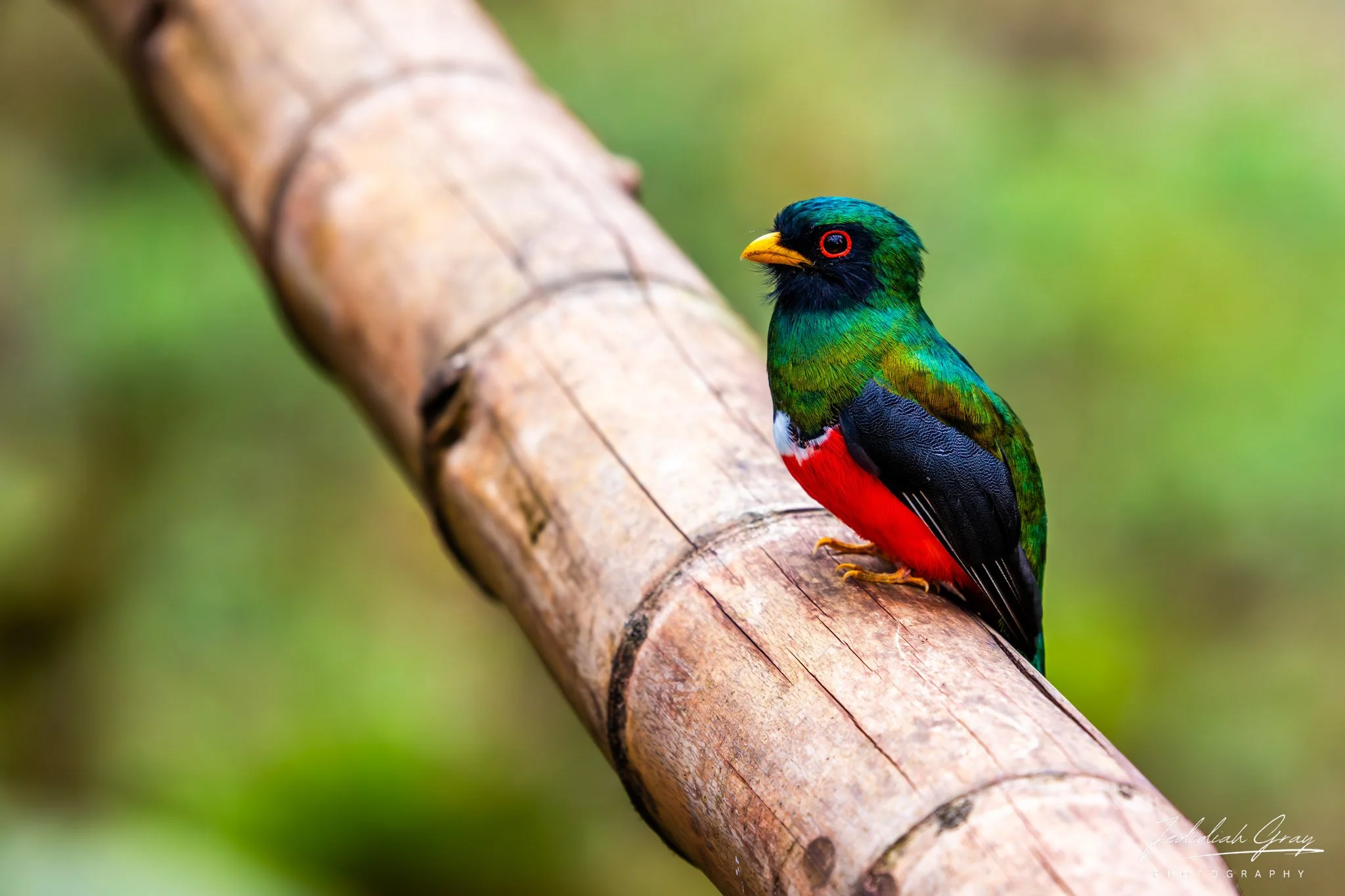 Masked Trogon, Ecuador