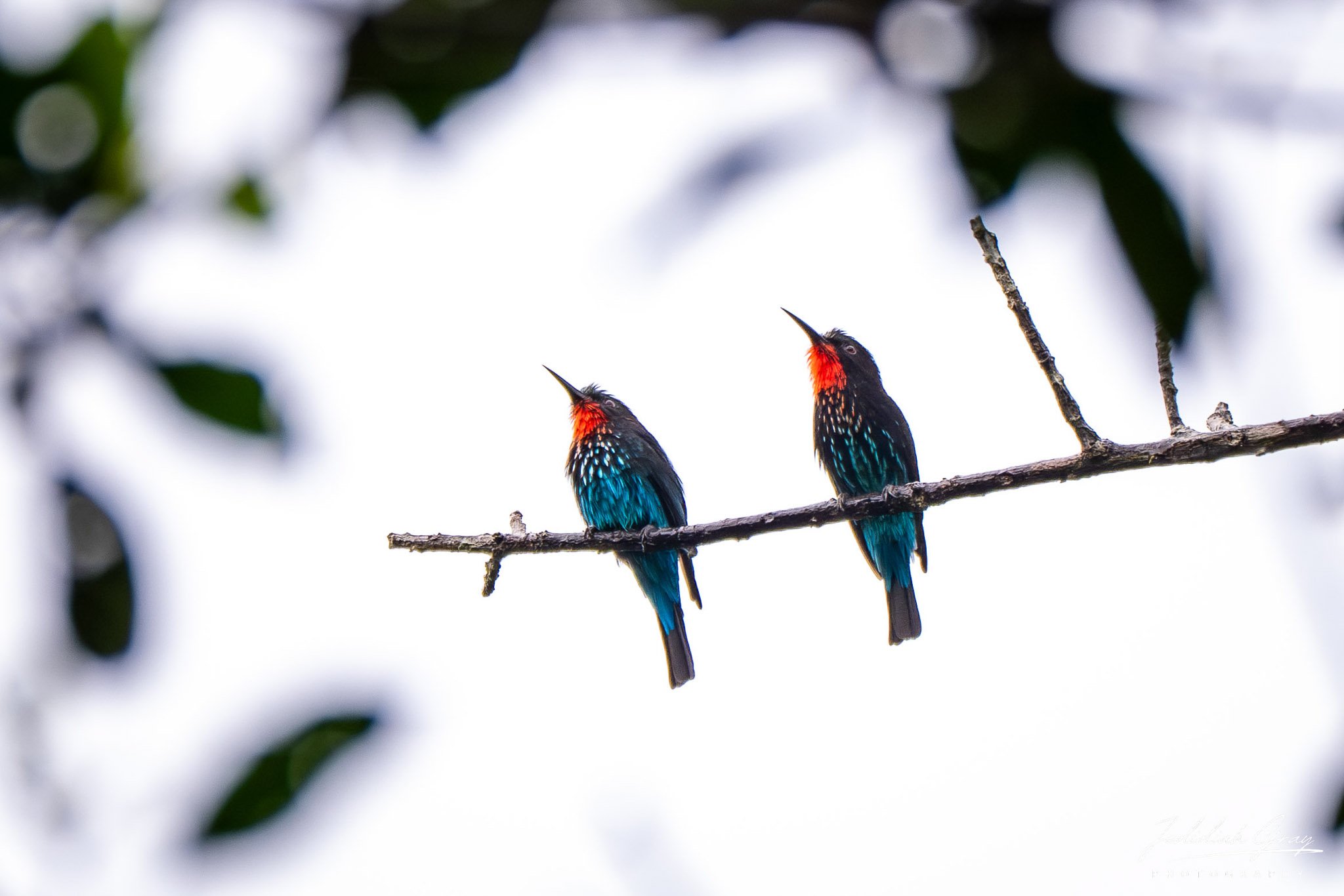 Black Bee-eaters