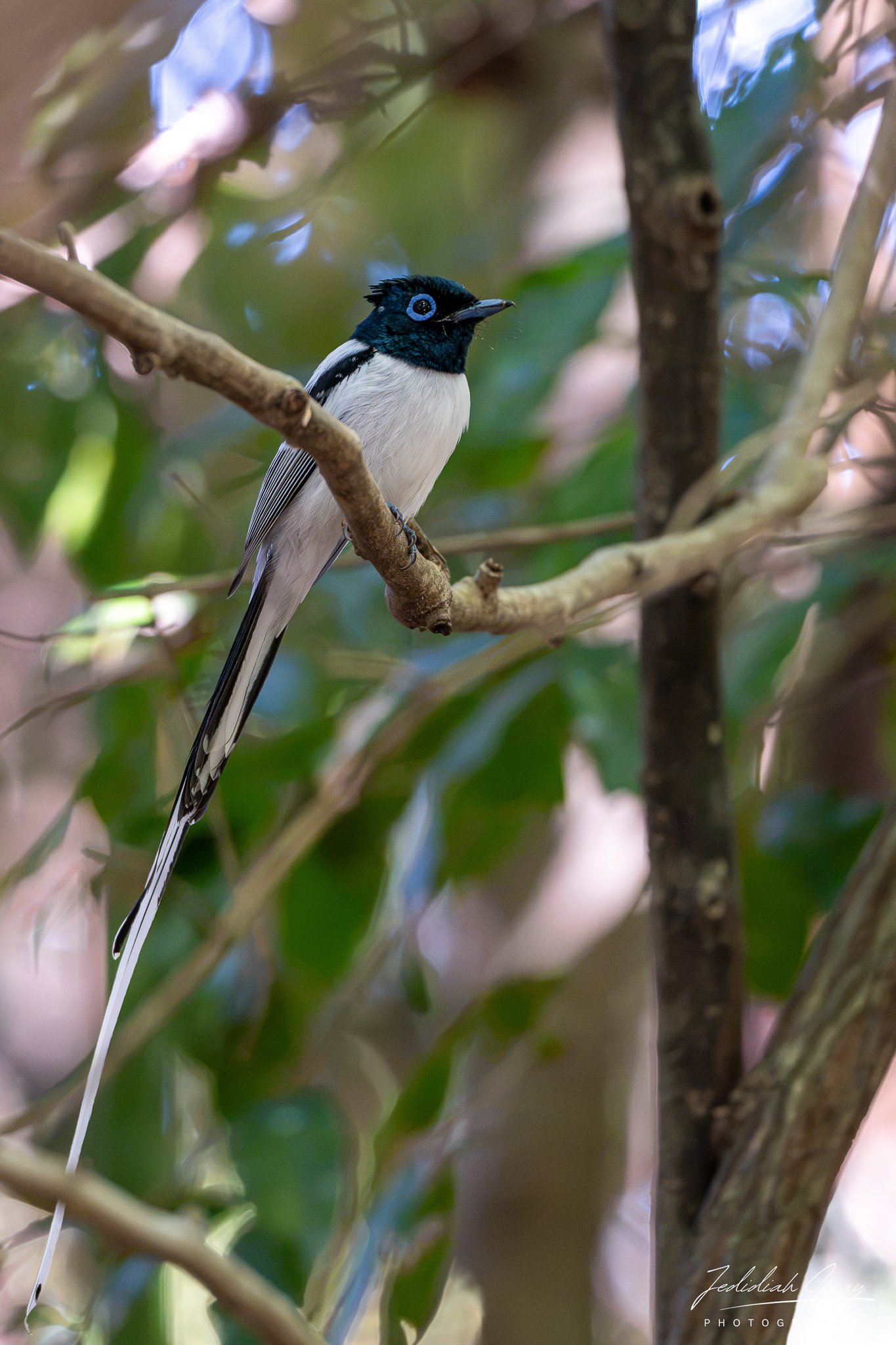Malagasy Paradise-Flycatcher