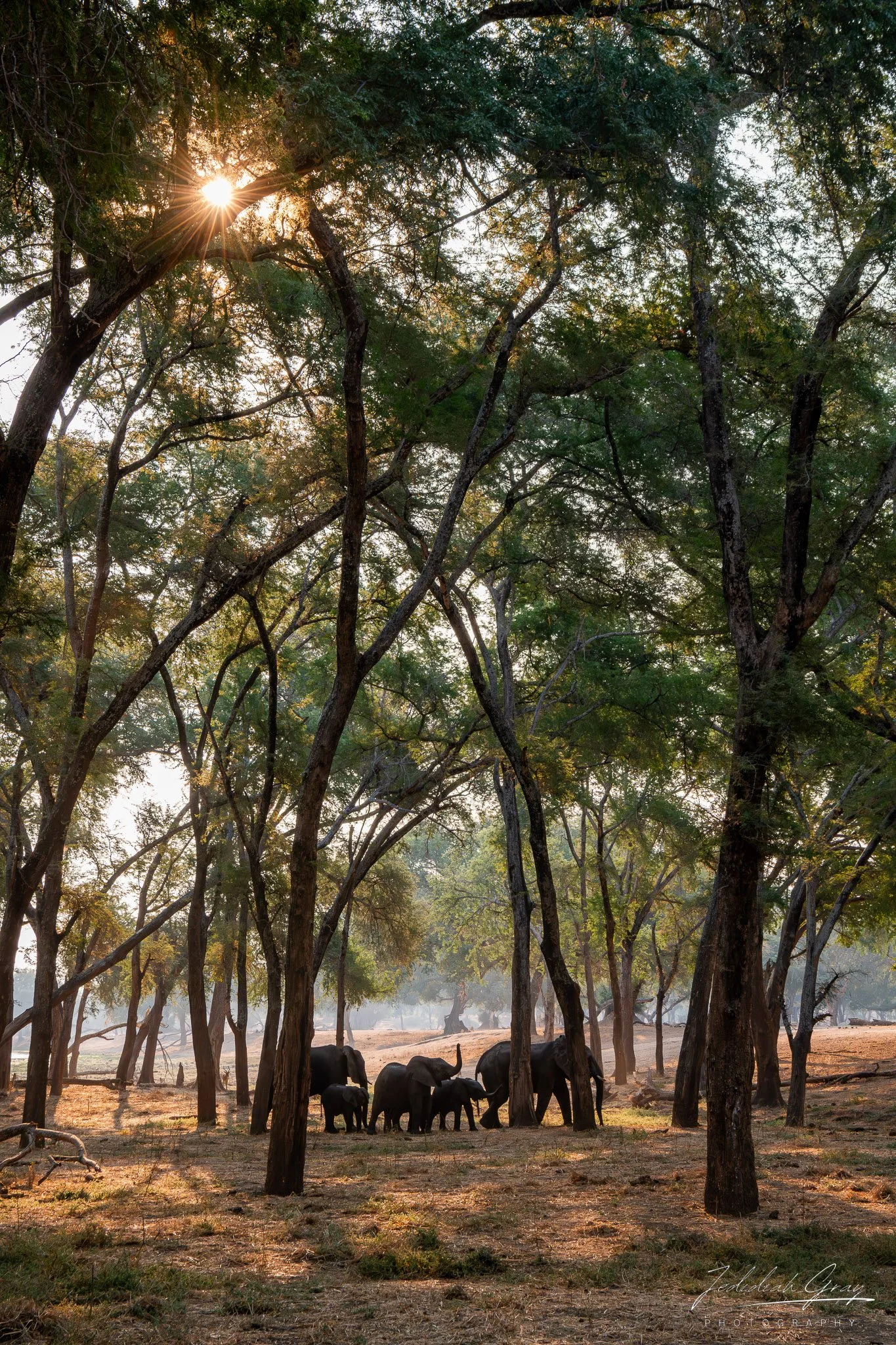 jedidiah-gray_zambia-elephant-forest_01.jpg