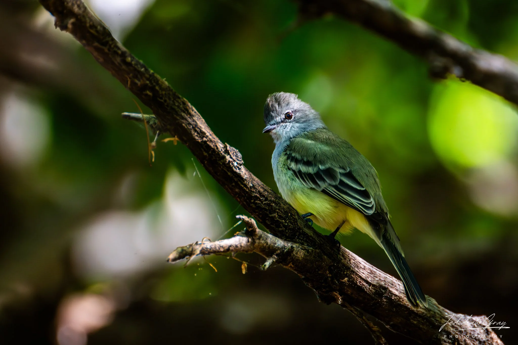 Northern Scrub-Flycatcher, Bonaire