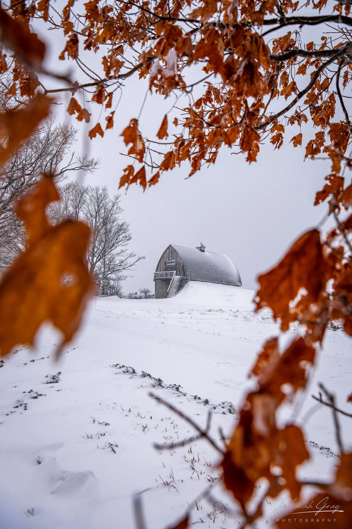 jedidiah-gray_vermont-winter-orange-leaves_01.jpg