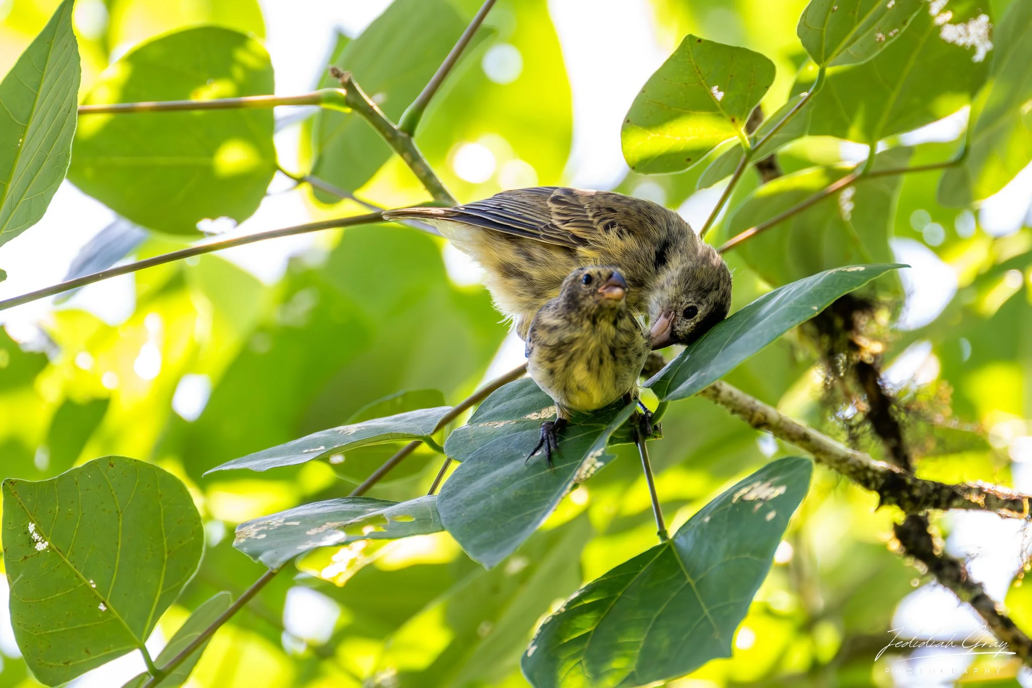 Small Tree-Finch, Galapagos, Ecuador