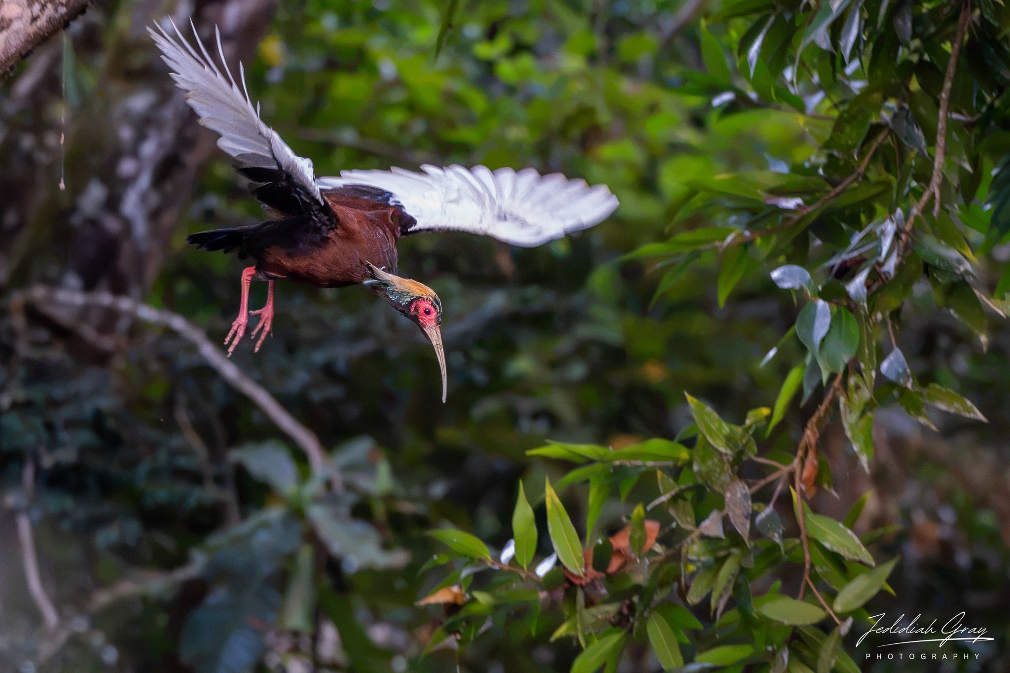 Madagascar Ibis
