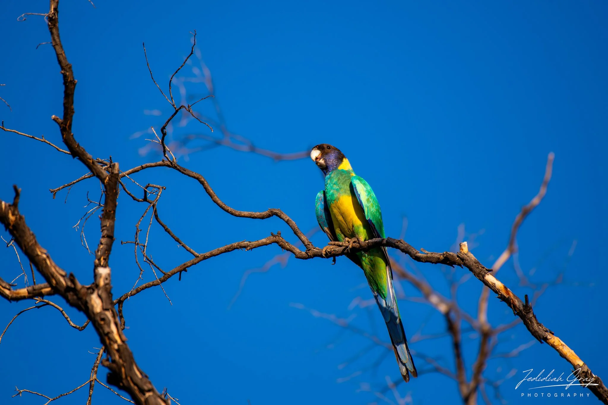 Australian Ringneck, Northern Territory, Australia