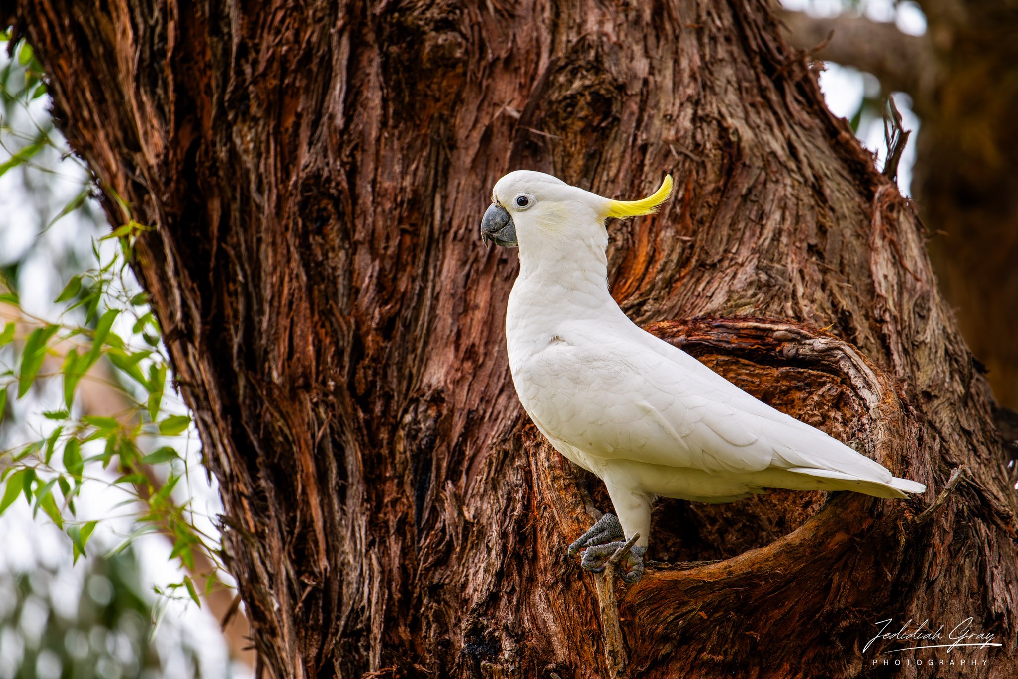 Sulphur-crested Cockatoo, New South Wales, Australia