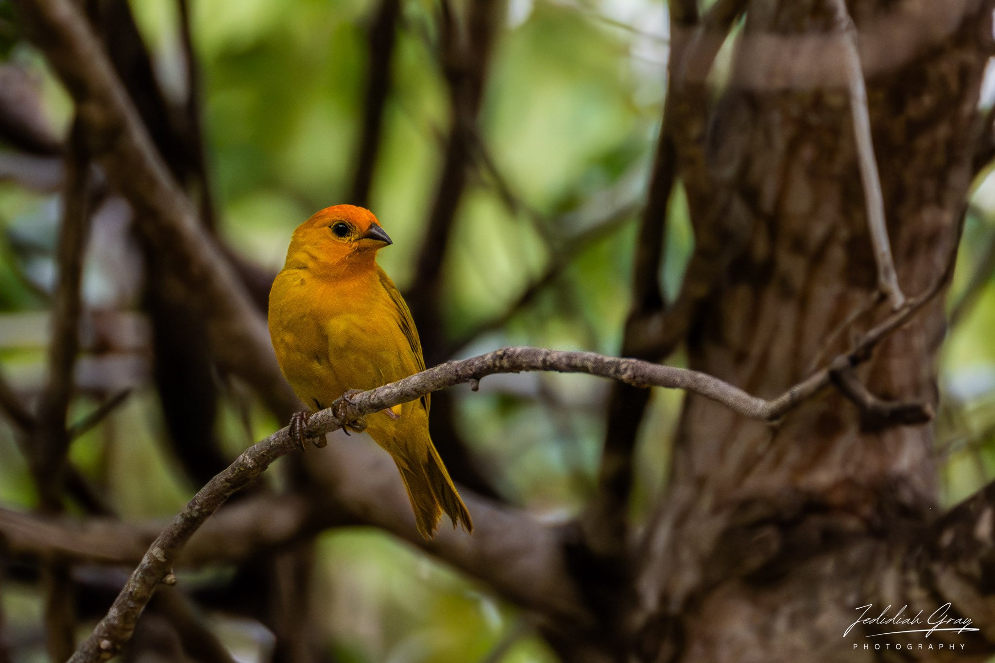 Saffron Finch, Bonaire