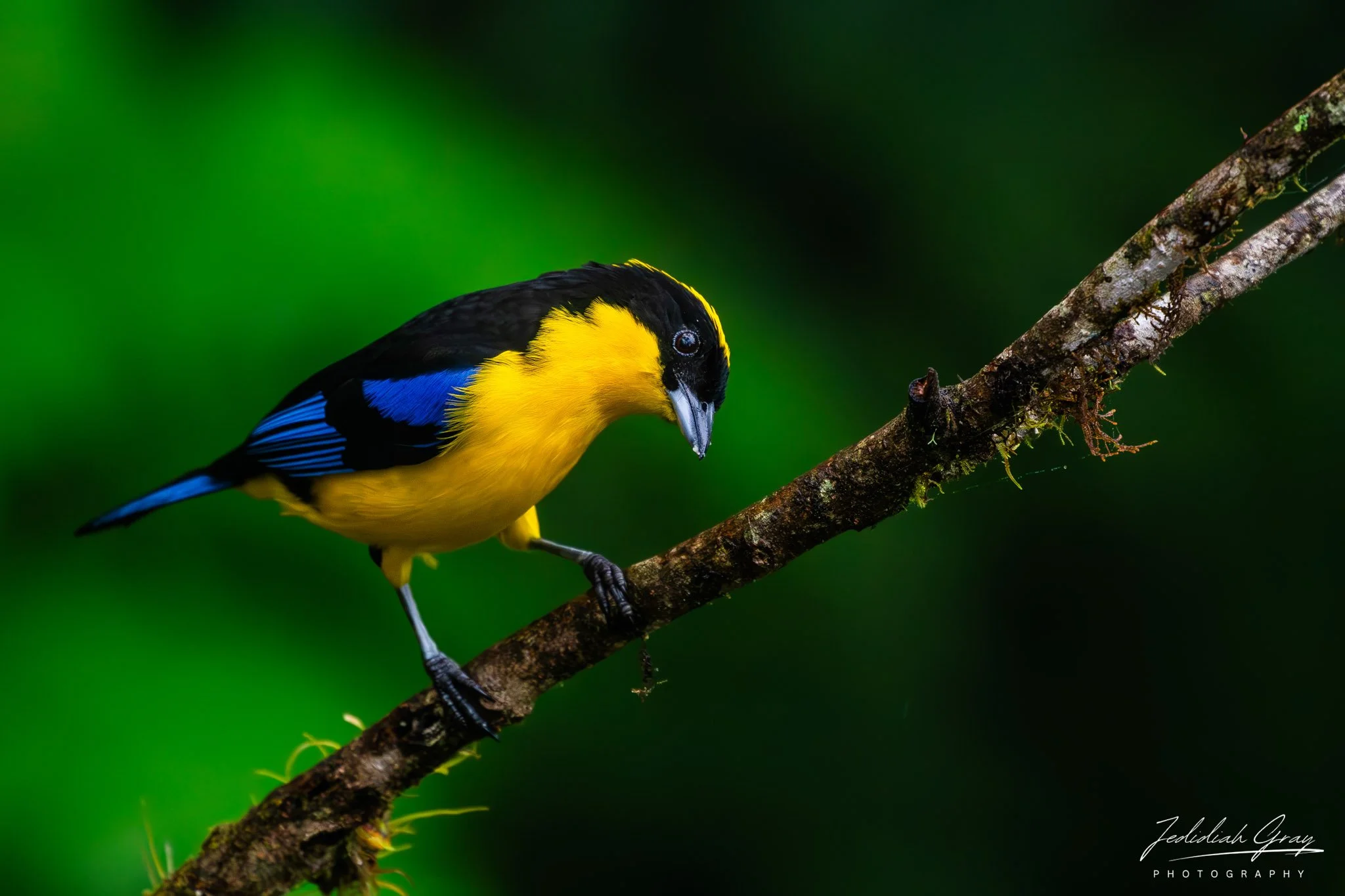 Blue-winged Mountain Tanager, Ecuador