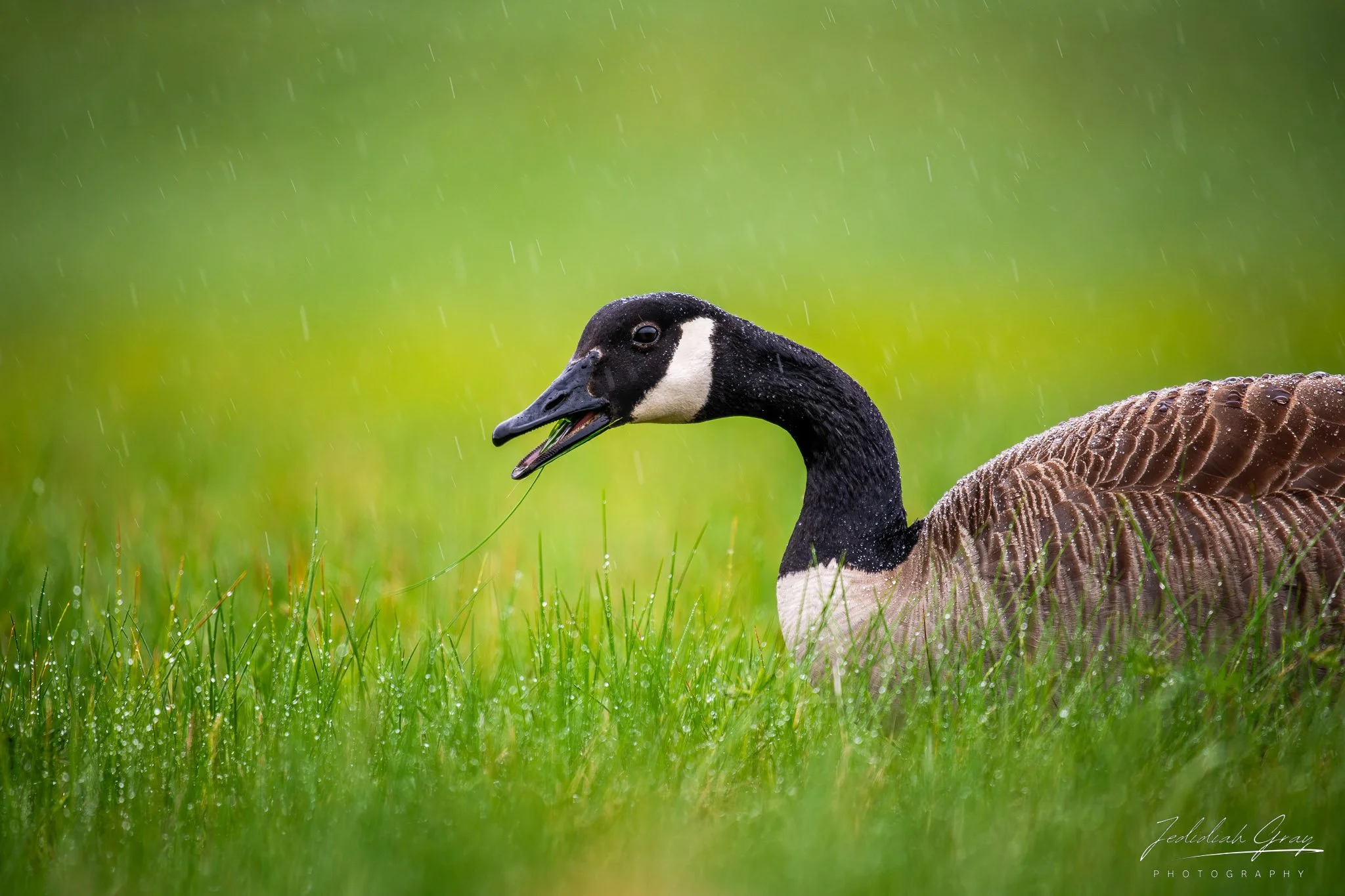 jedidiah-gray_vermont-canada-goose-rain_01.jpg