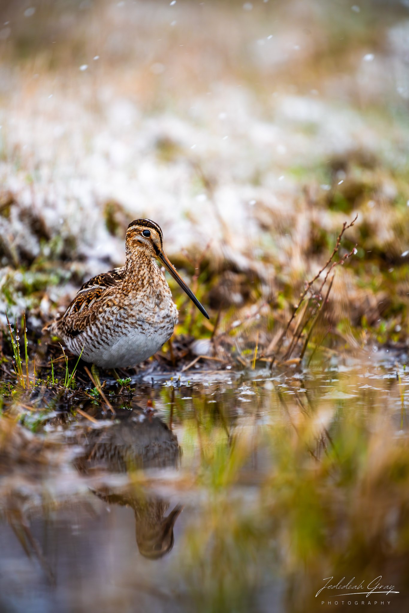 jedidiah-gray_vermont-wilson's-snipe-snow-reflection_01.jpg