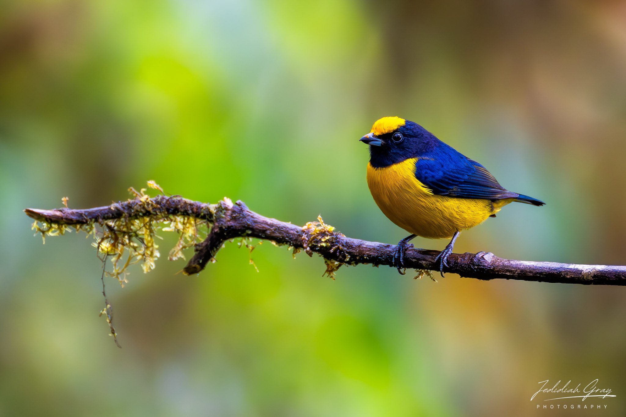 Orange-bellied Euphonia, Ecuador