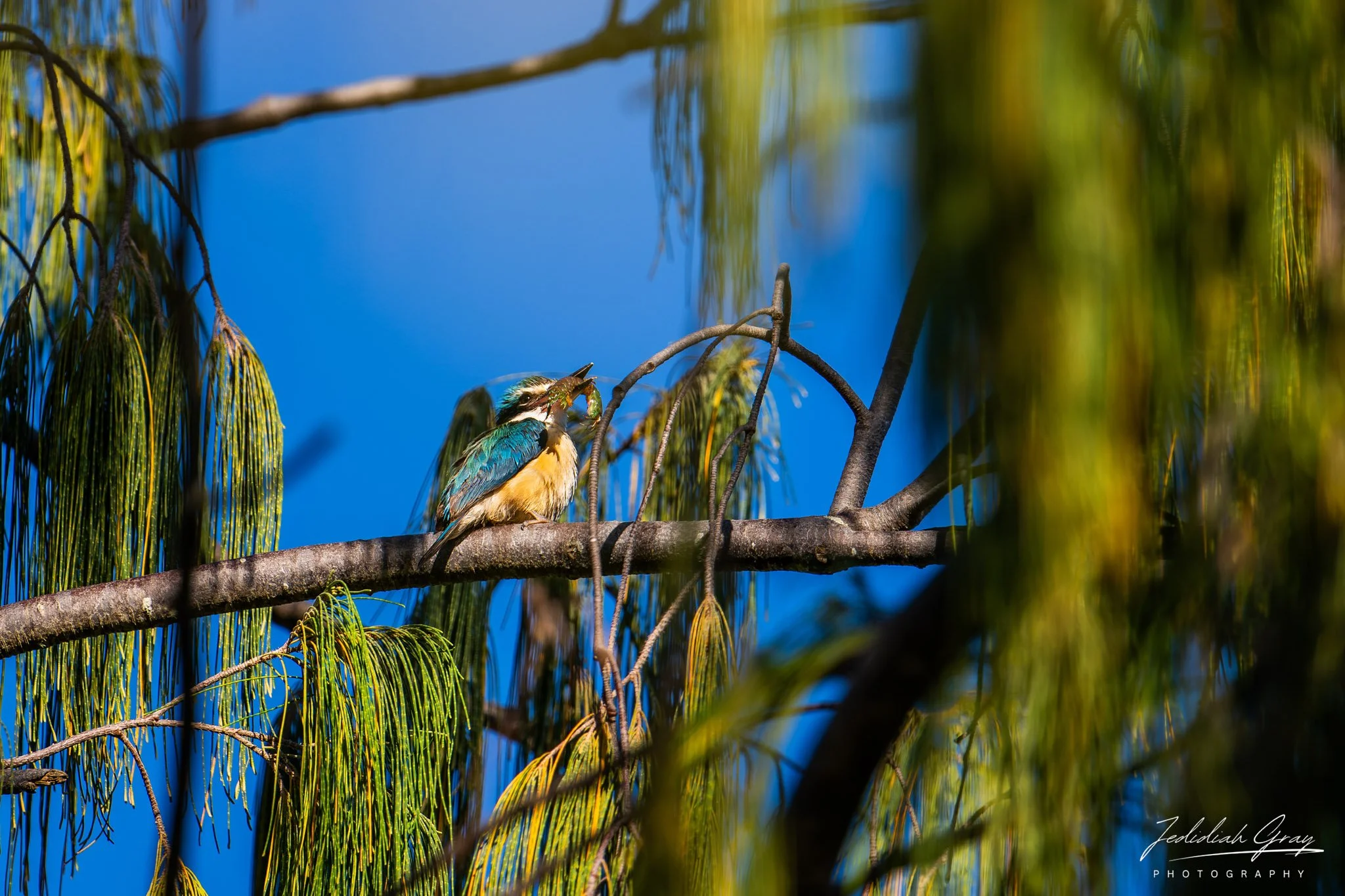 Sacred Kingfisher, Queensland, Australia