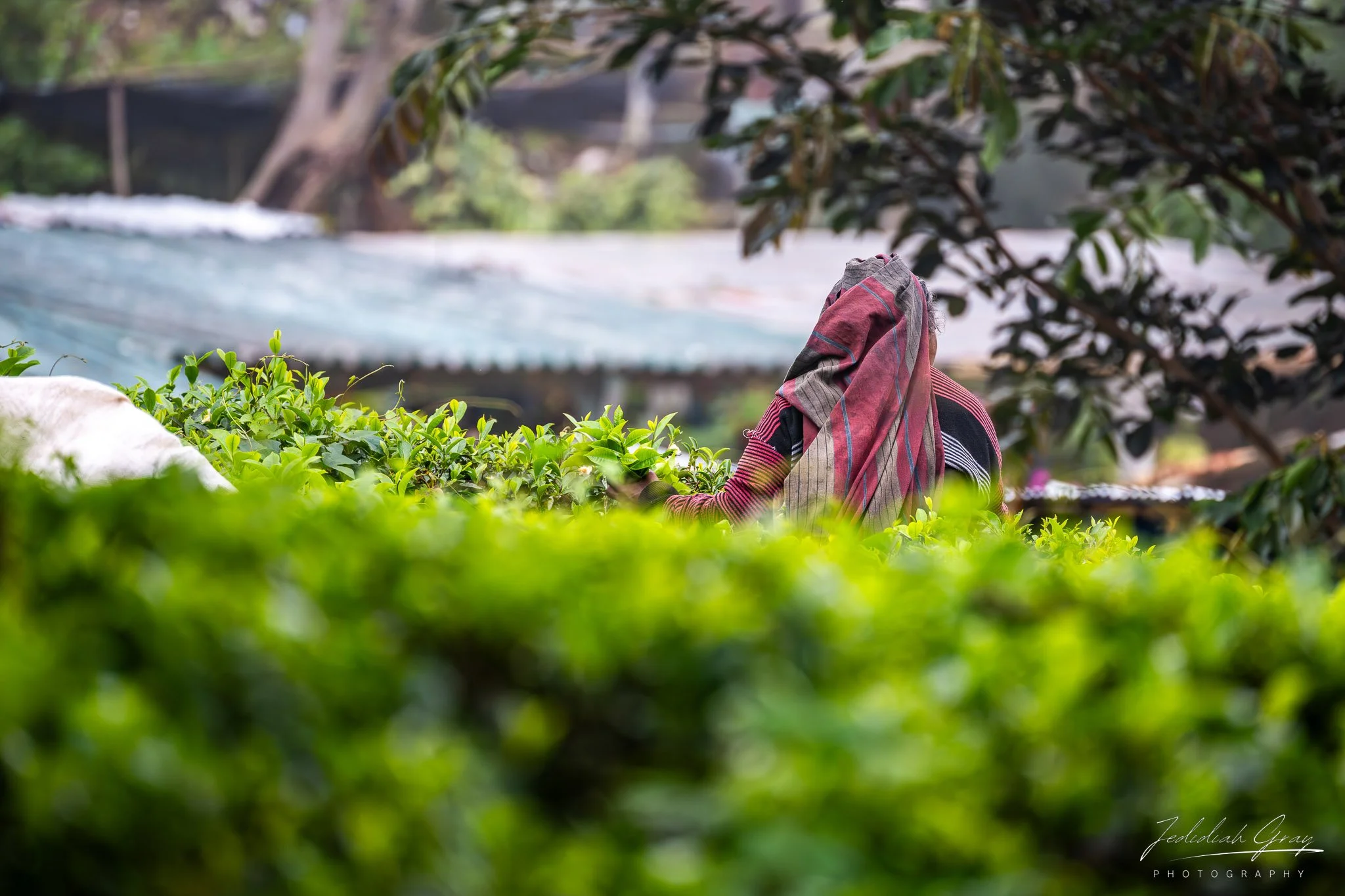 jedidiah-gray_sri-lanka-tea-picker_04.jpg