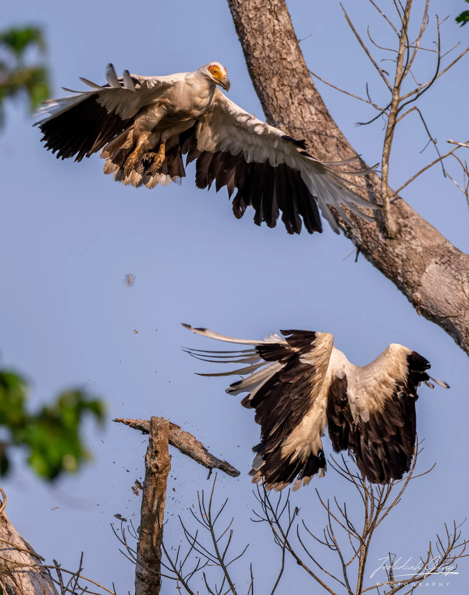 Palm-nut Vultures fight over a perch