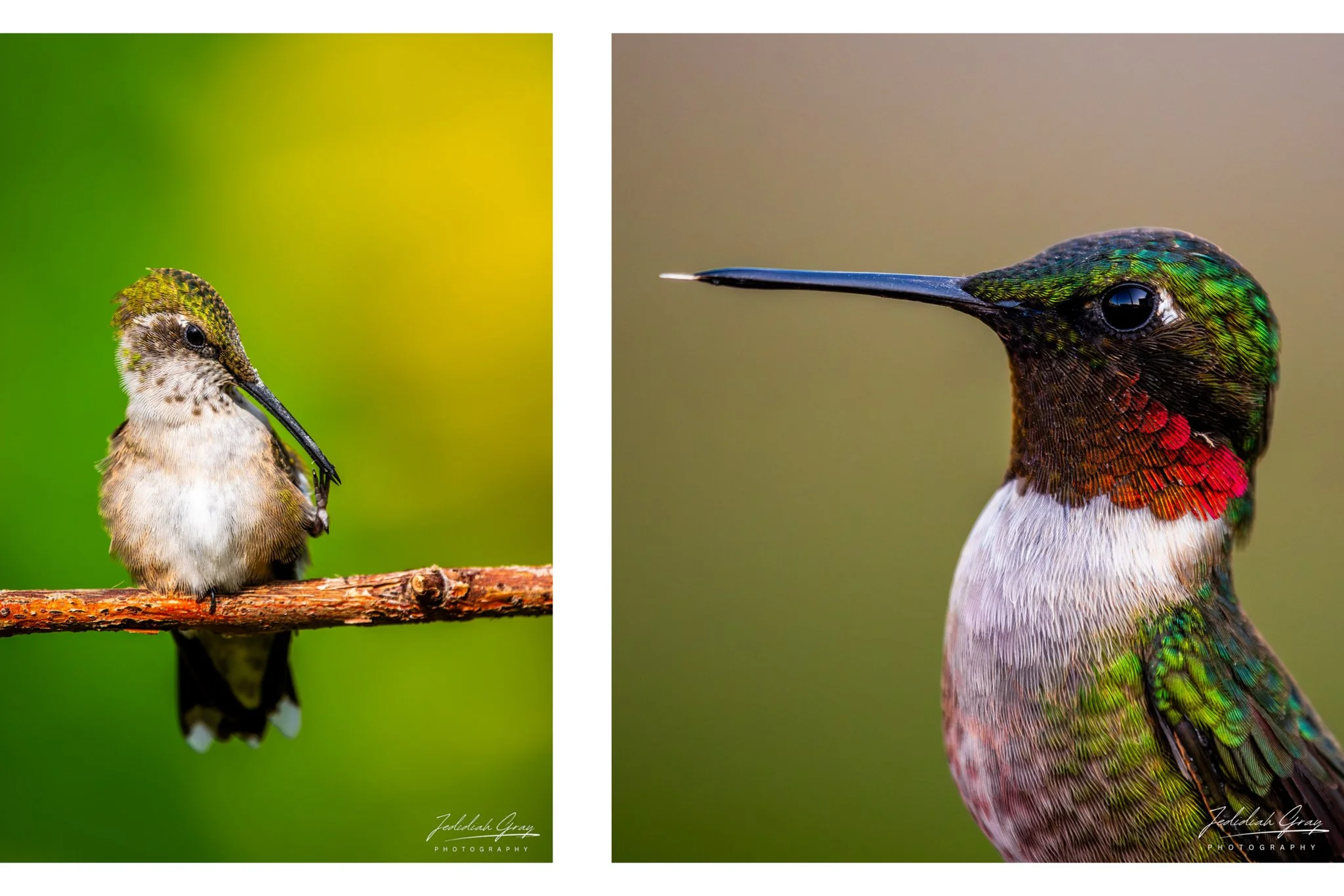 Ruby-throated Hummingbird