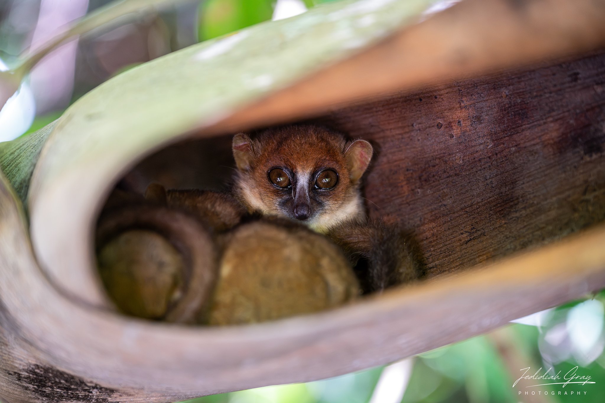 A group of mouse lemurs sleeping in a curled palm leaf