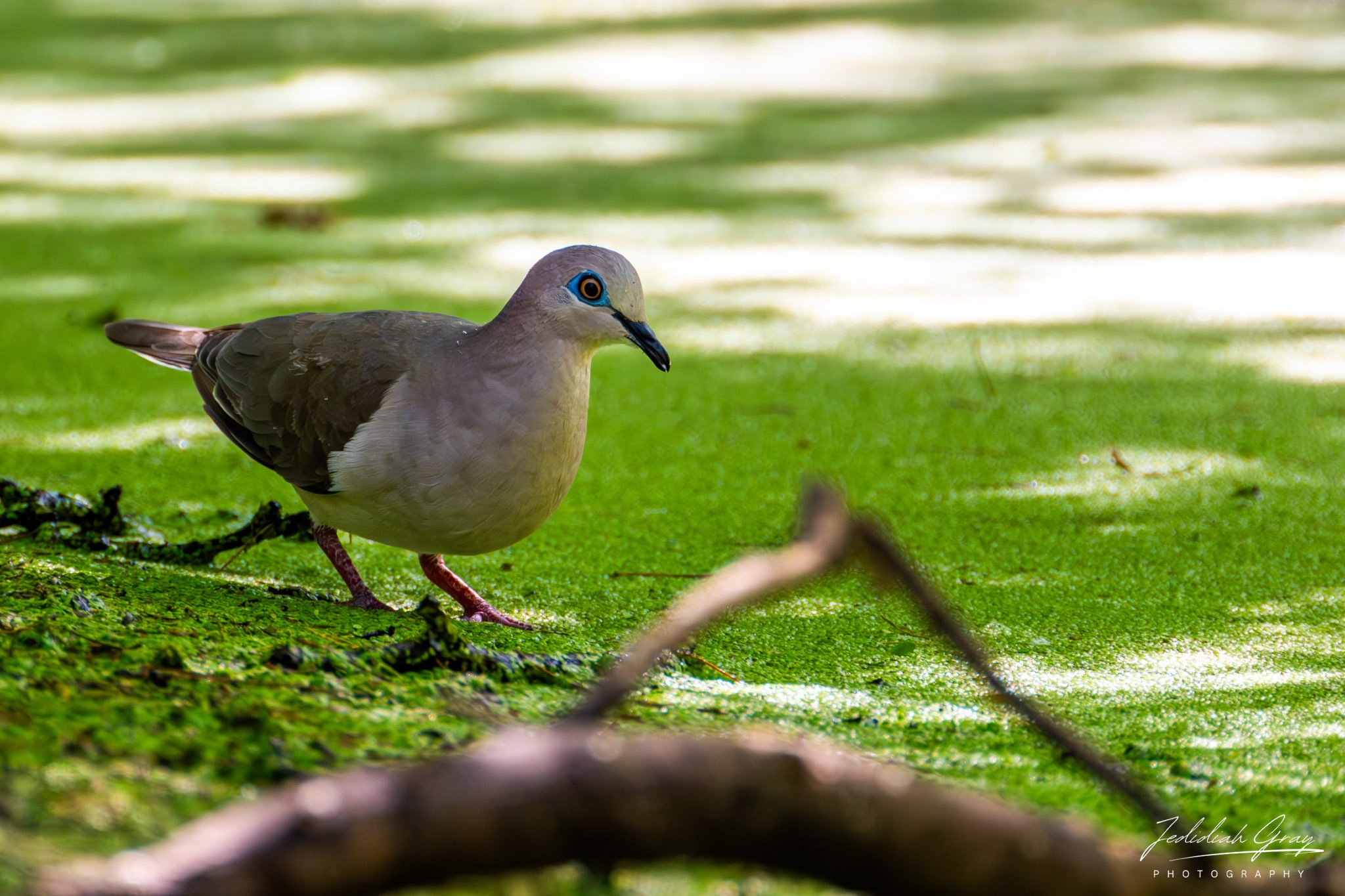 White-tipped Dove, Bonaire