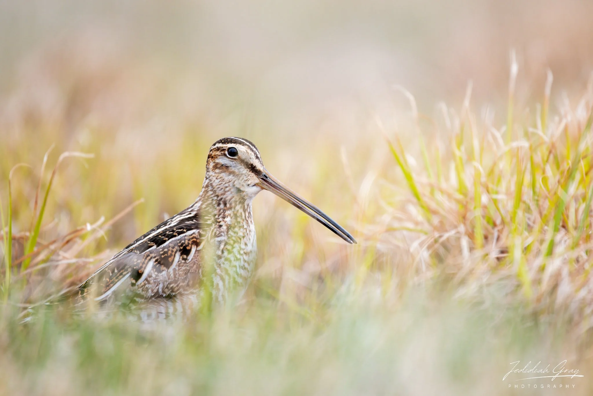 Wilson's Snipe