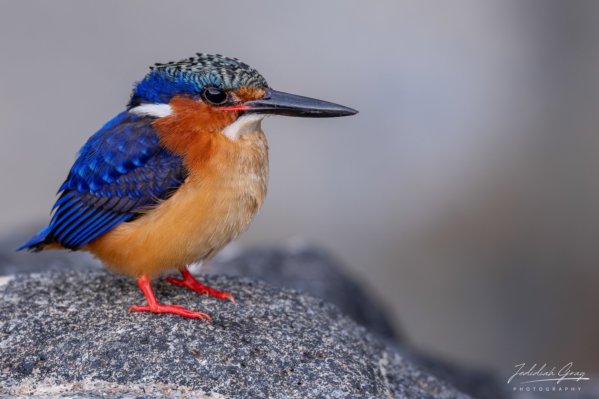A Malagasy Kingfisher waits patiently for prey