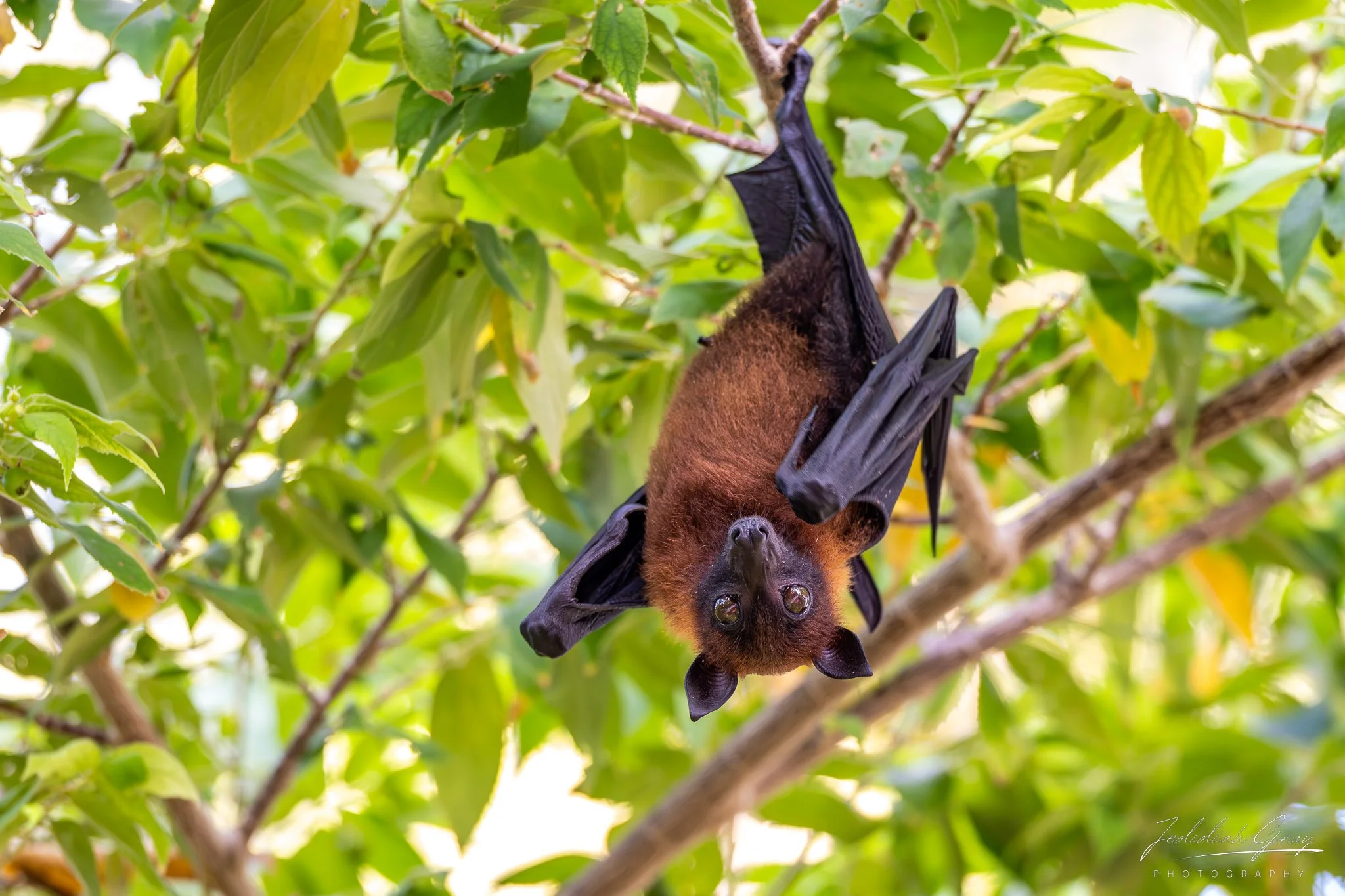 jedidiah-gray_maldives-indian-flying-fox_02.jpg