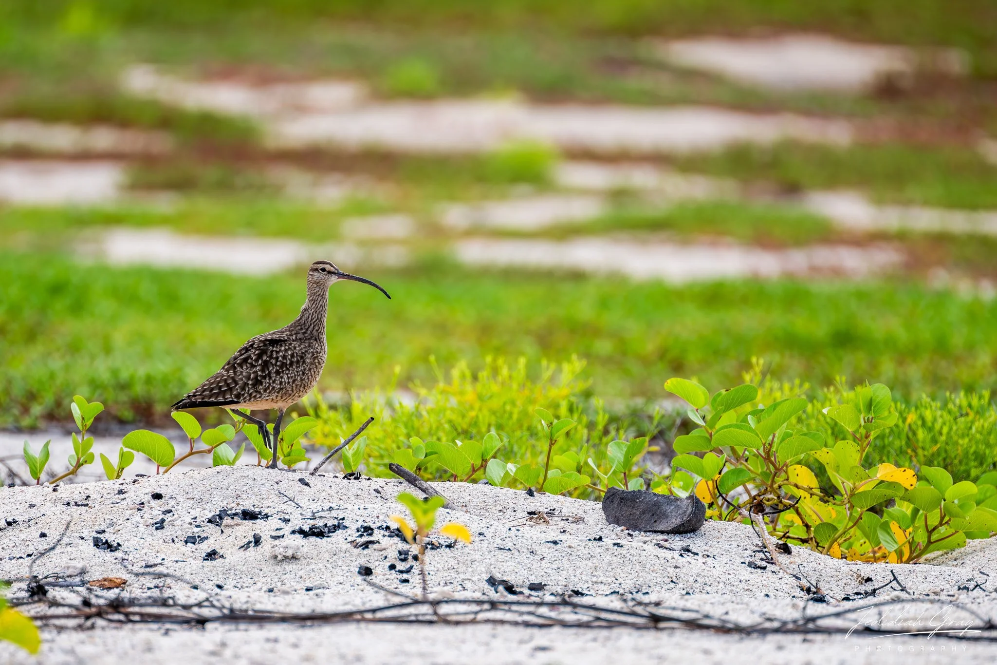 Hudsonian Whimbrel, Galapagos, Ecuador