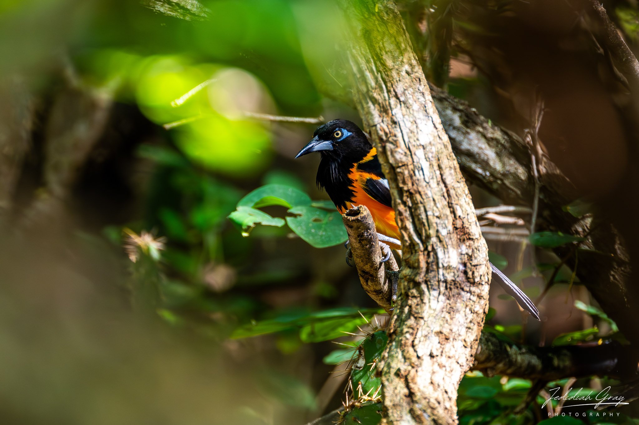 Venezuelan Troupial, Bonaire 