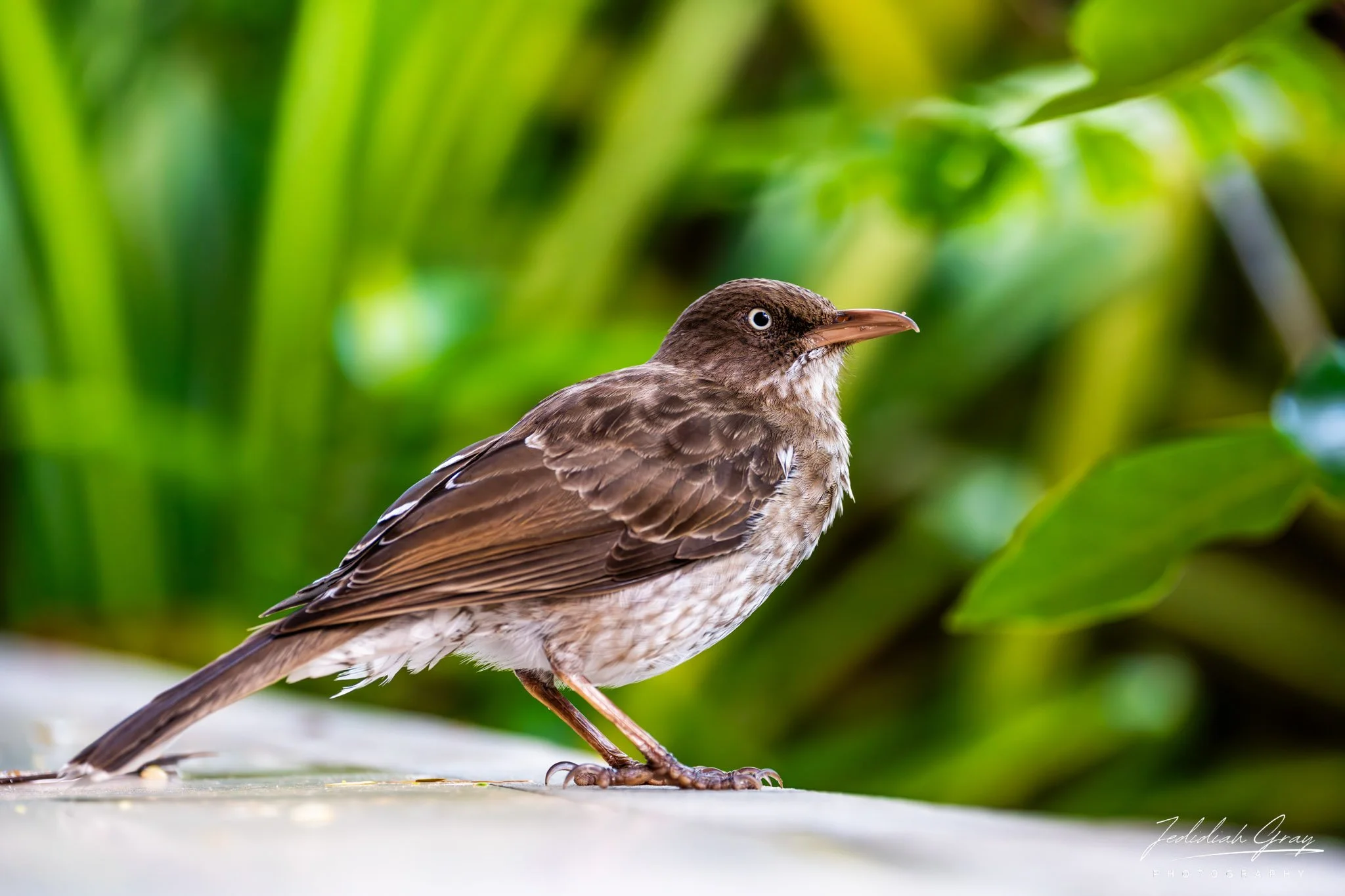 Pearly-eyed Thrasher, Bonaire