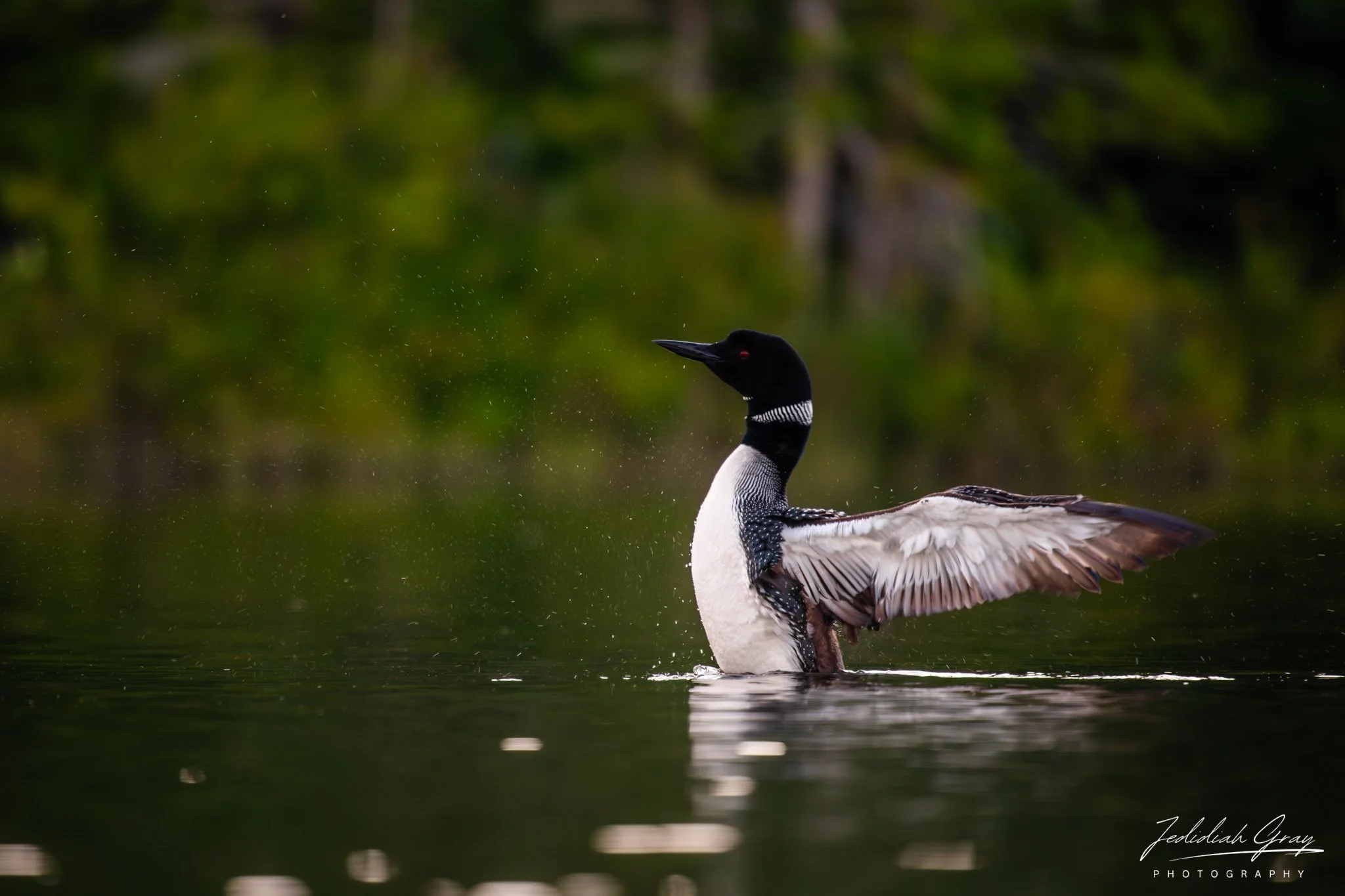 Wild Call of Vermont Lakes