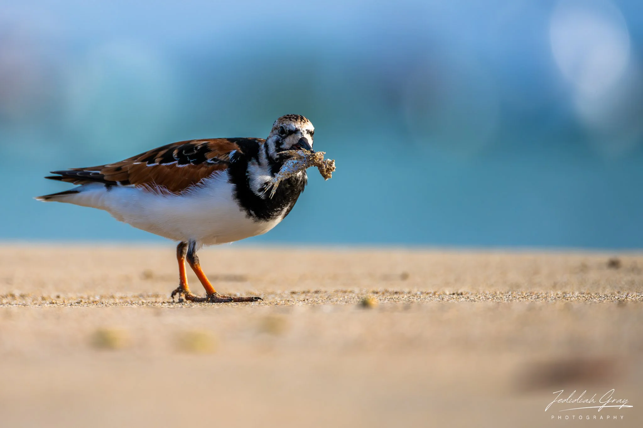 Ruddy Turnstone, Galapagos, Ecuador