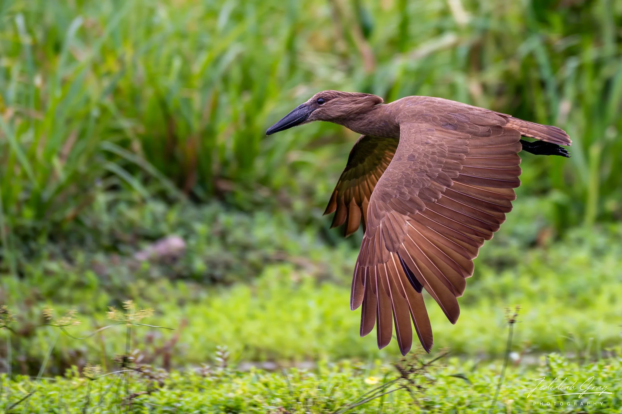 Hamerkop 