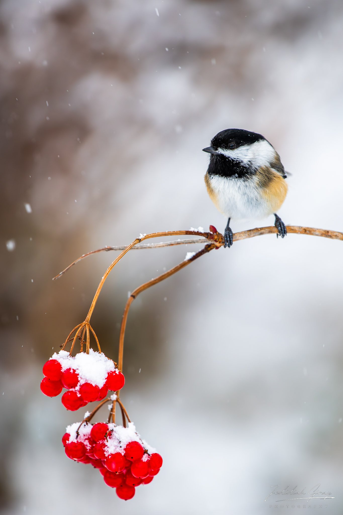 jedidiah-gray_vermont-black-capped-chickadee-snow_02.jpg