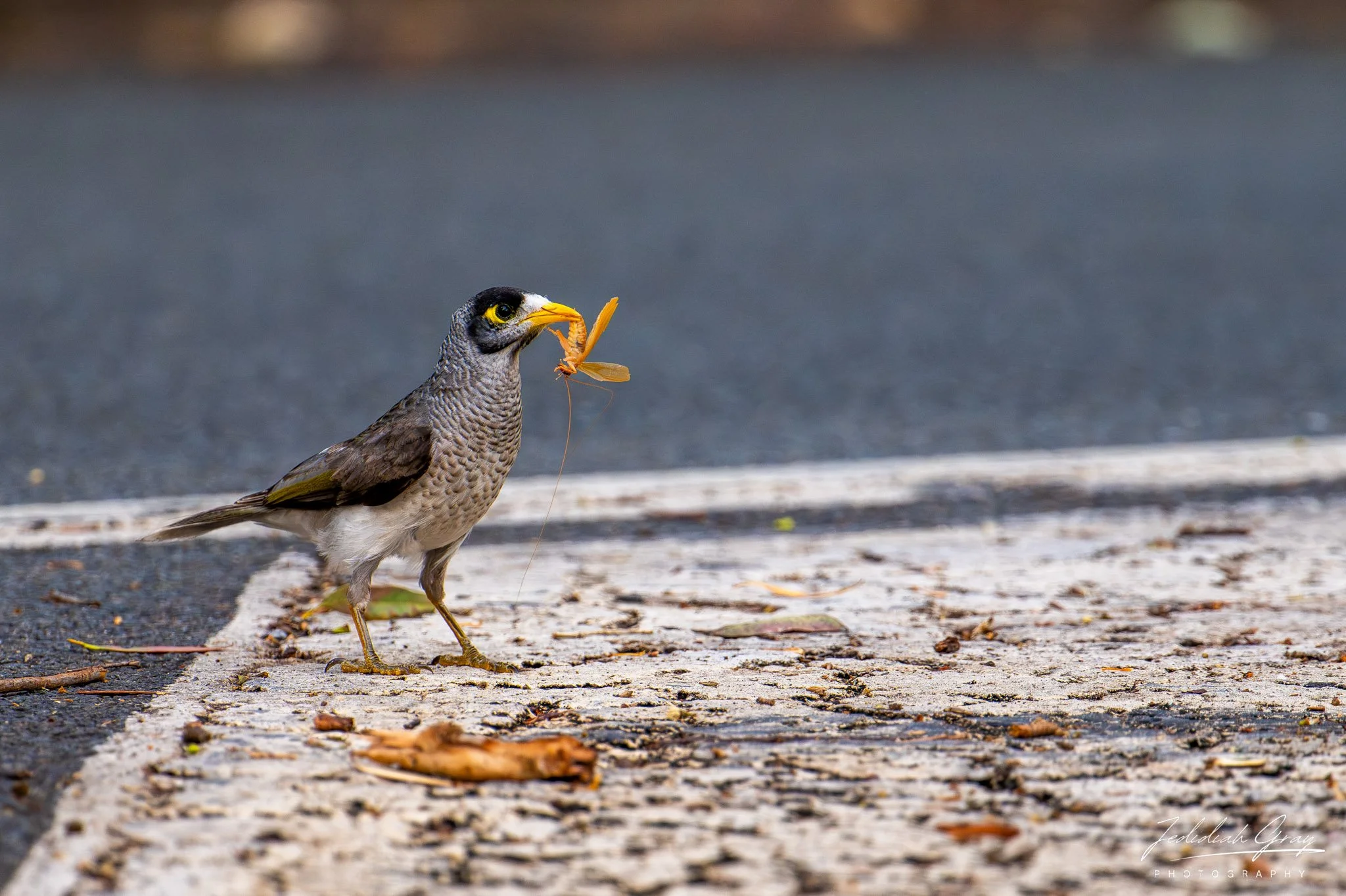 Noisy Miner, Queensland, Australia