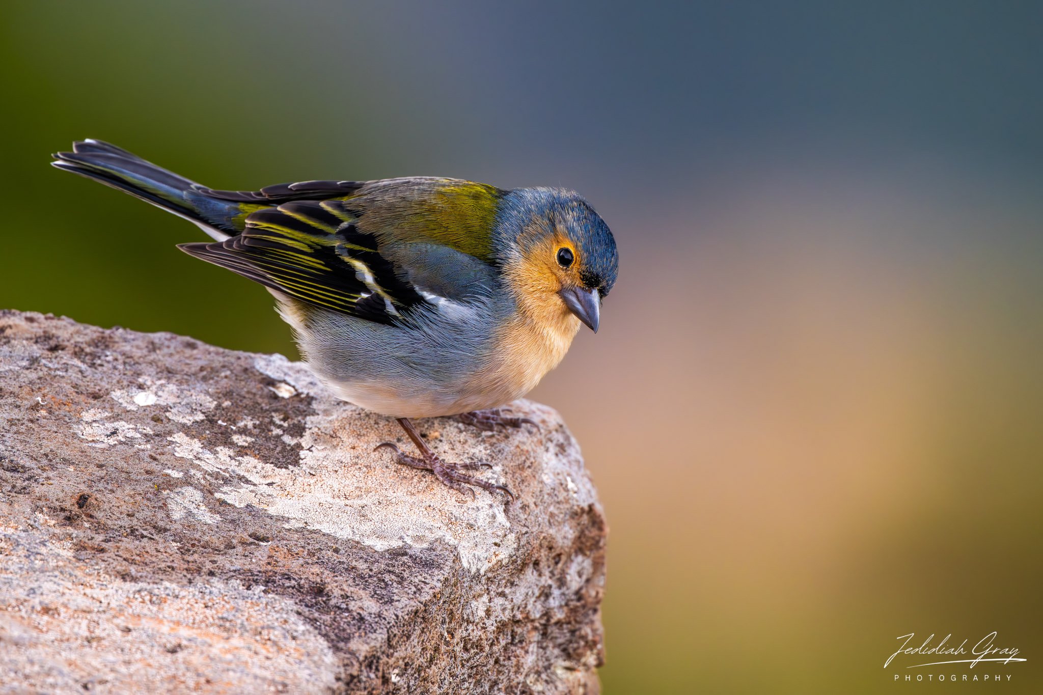 Madeira Chaffinch, Madeira, Portugal
