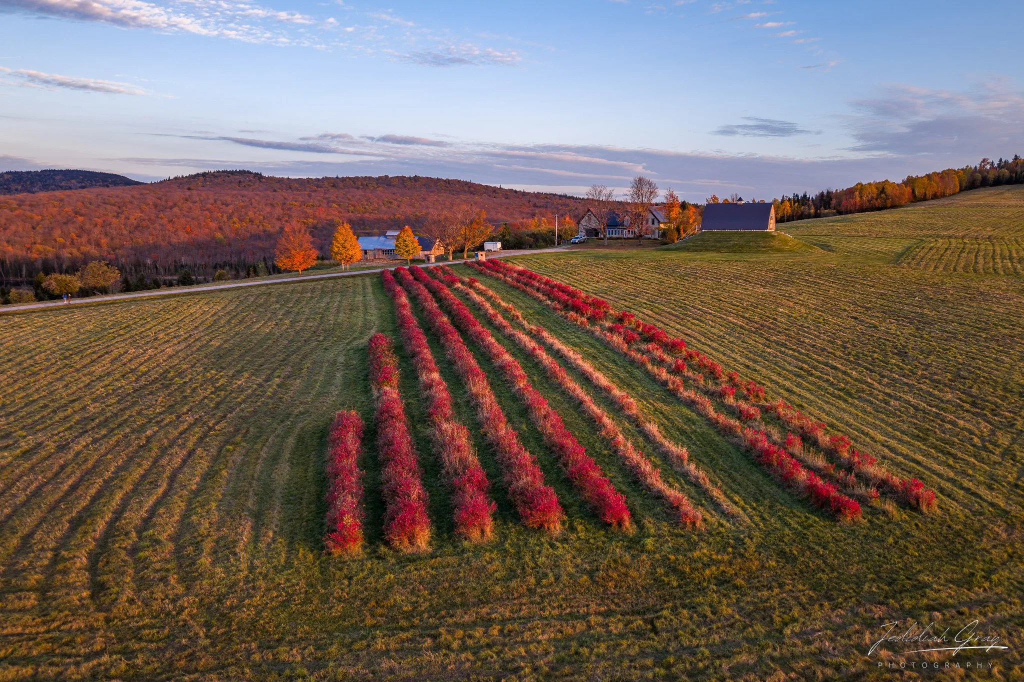 jedidiah-gray_vermont-blueberry-bushes-fall_01.jpg