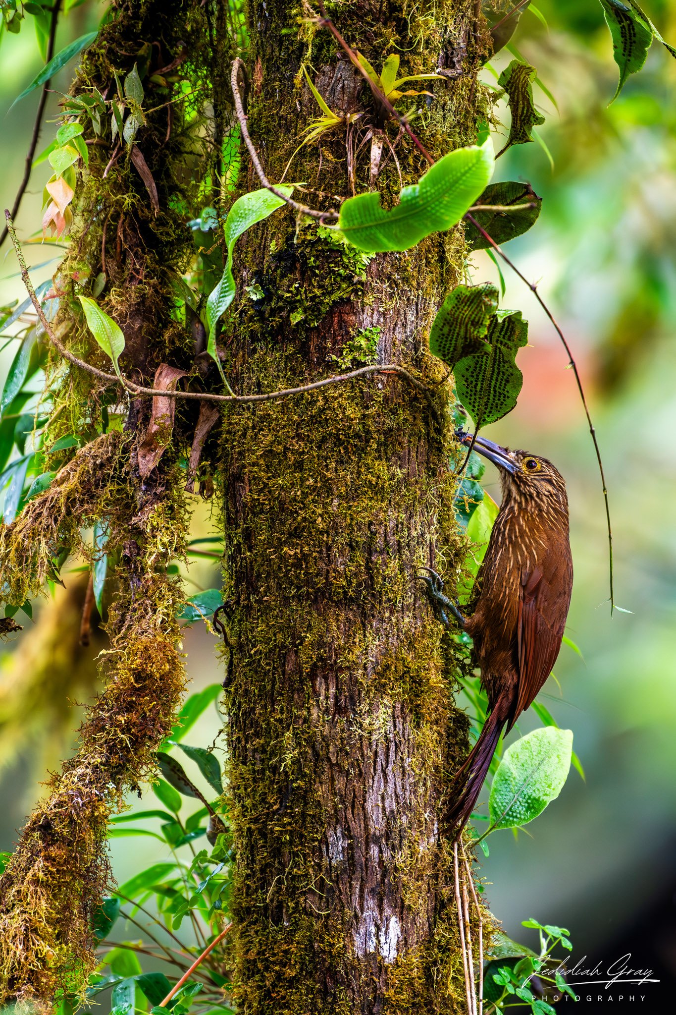 Strong-billed Woodcreeper, Ecuador