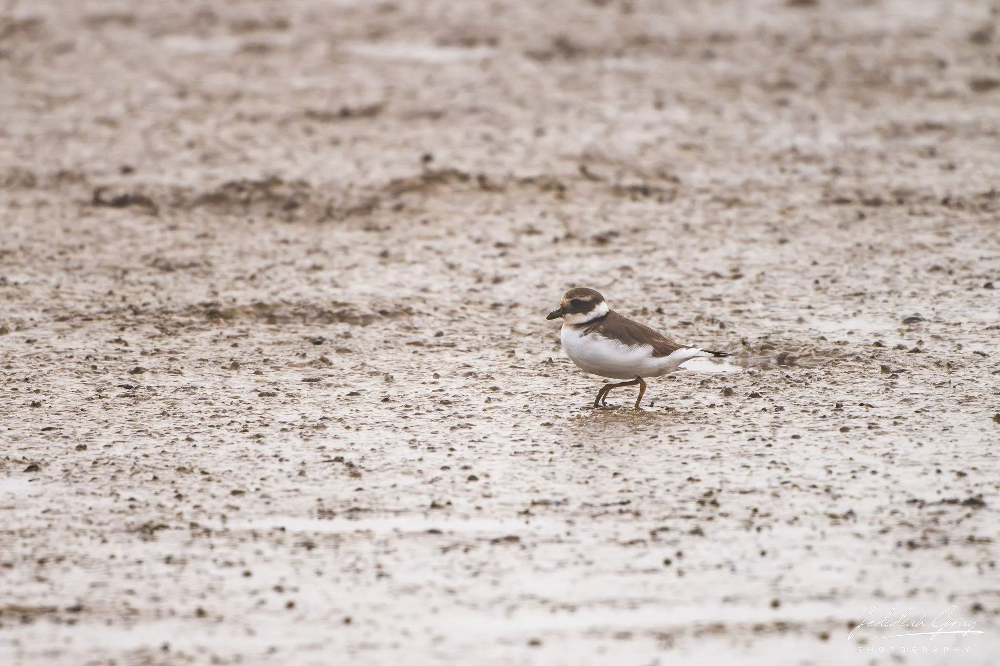 Common Ringed Plover, Portugal