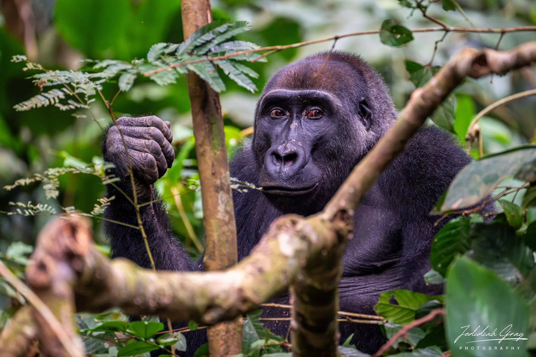 Western lowland gorilla forages in the dense marantaceae