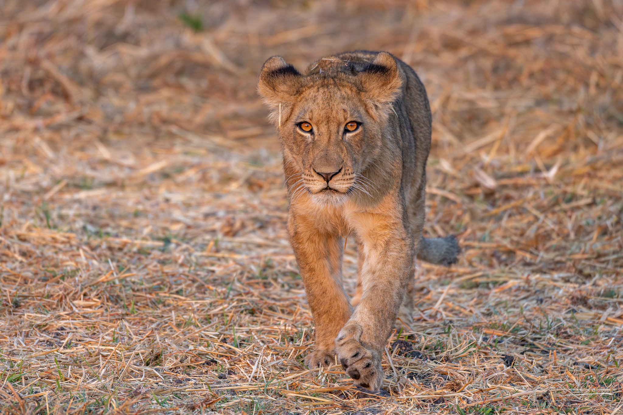 jedidiah-gray_zambia-lion-cub-walk_02.jpg
