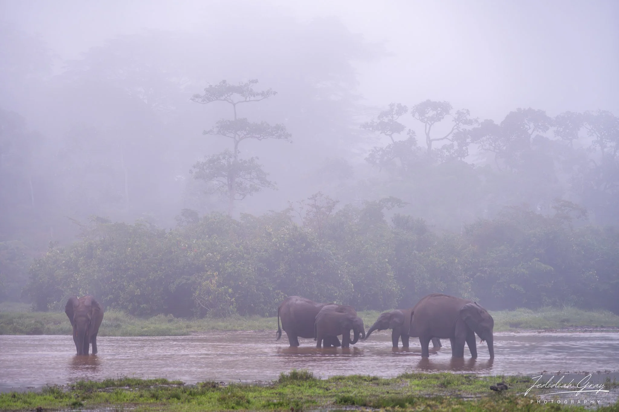 African forest elephants forage on the bai in Odzala-Kokoua National Park