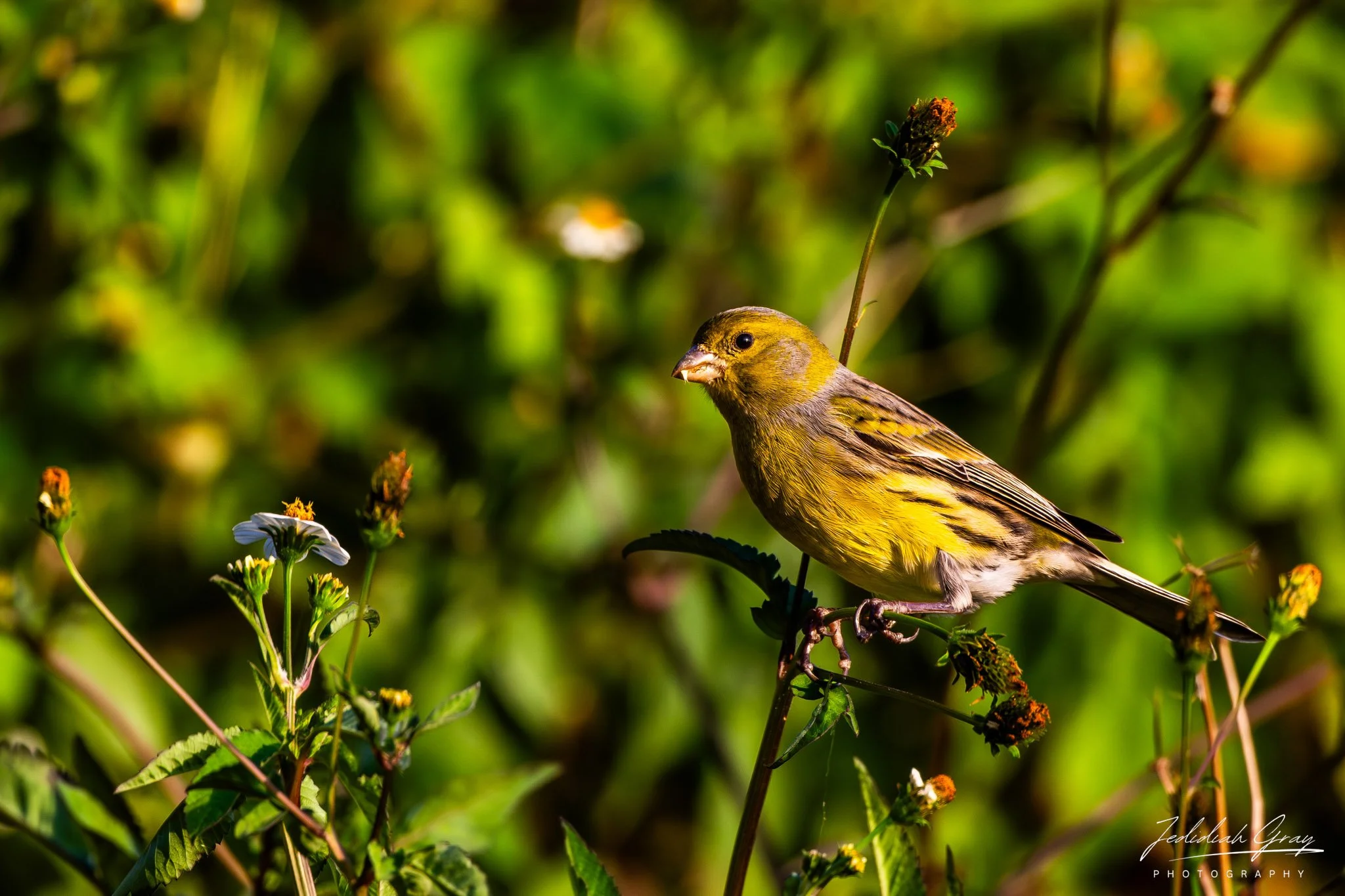 Island Canary, Madeira, Portugal